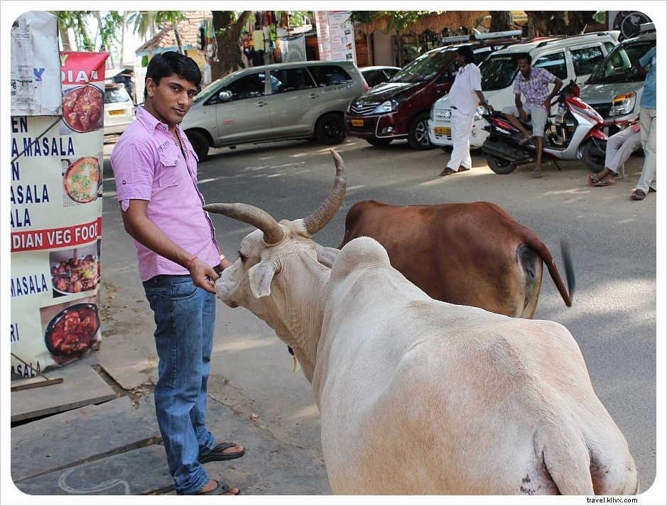Rammed by a Cow in Goa: A Traveler s Shocking Encounter and Swift Recovery in India