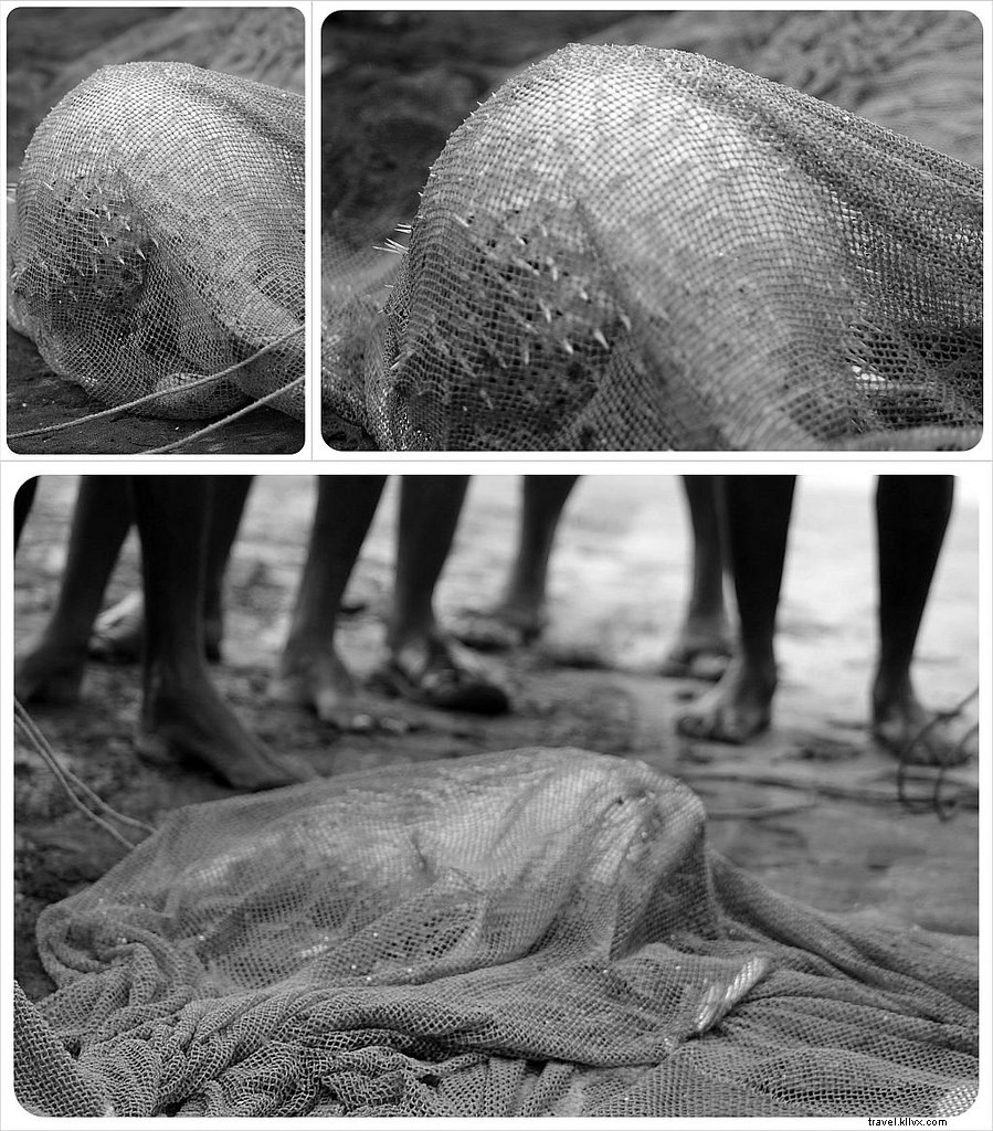 The Rigorous Daily Lives of South India s Fishermen: Chinese Nets in Kochi and Traditional Hauls in Kovalam