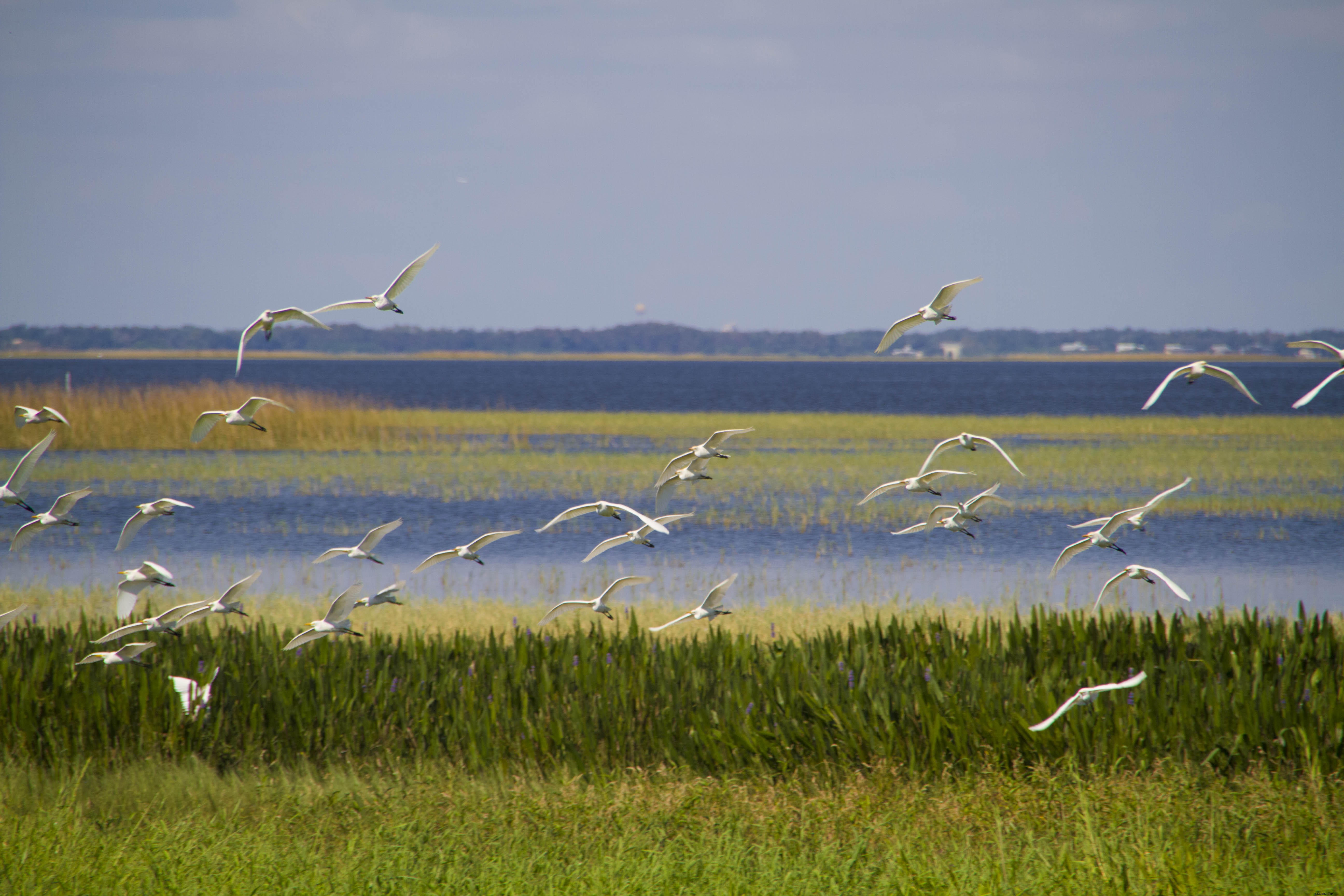Boggy Creek Airboat Adventures: Complete Guide to Rides, Wildlife, and Culture in Kissimmee, Florida