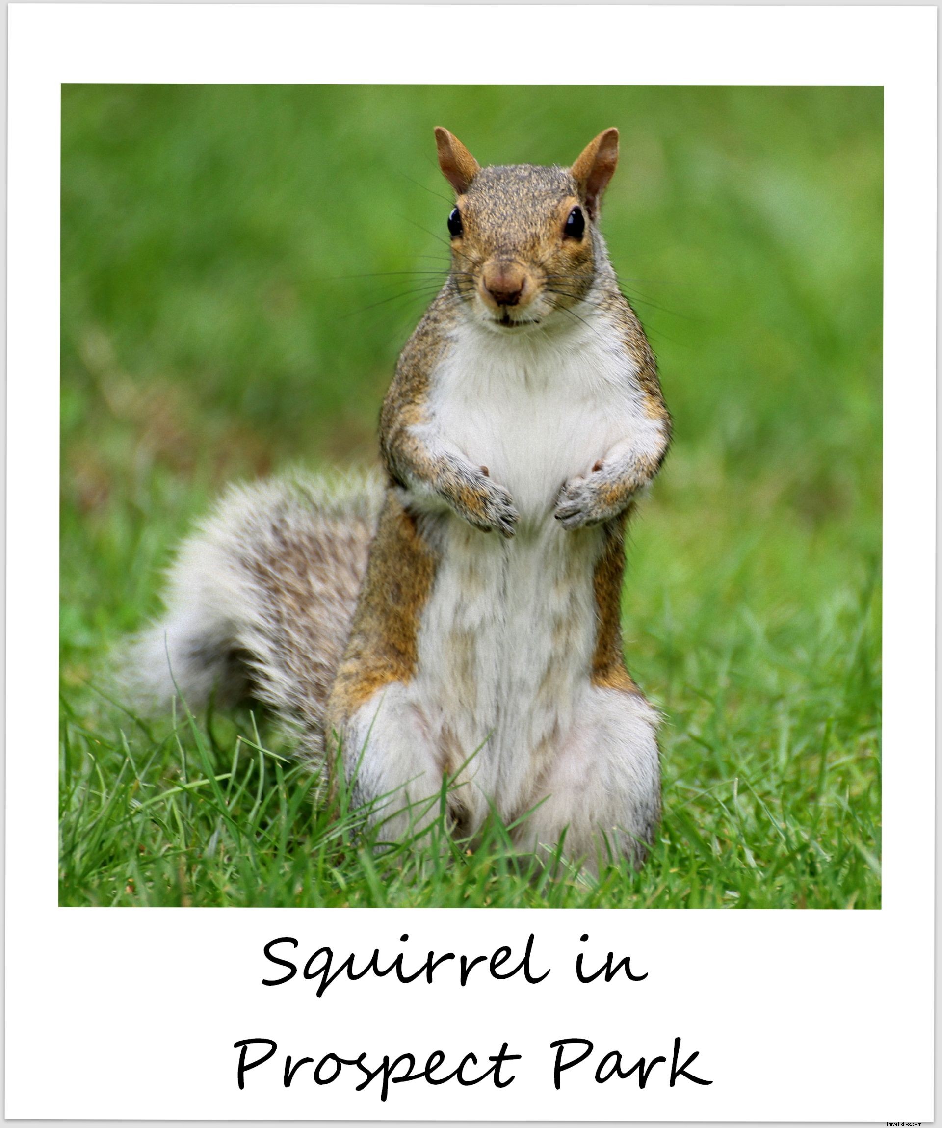 Polaroid of the Week: Cheeky Squirrels Stir Up Fun in Prospect Park, Brooklyn
