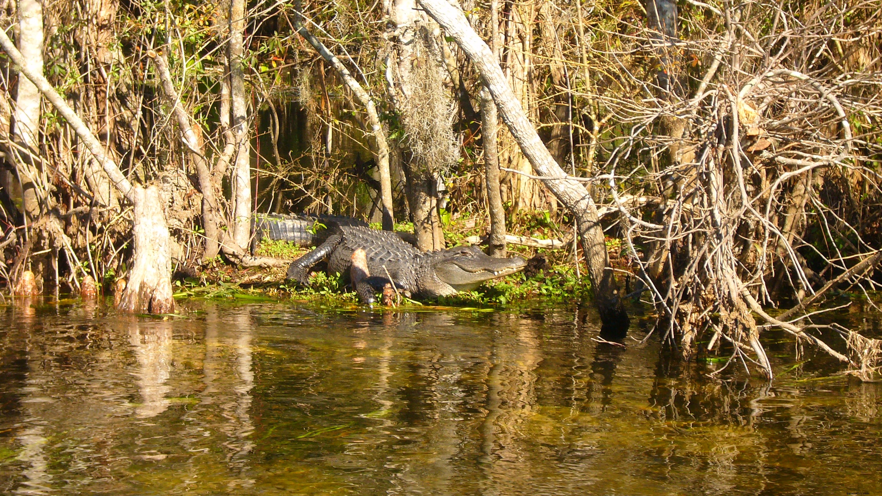 Discover Florida s Top 3 Epic Road Trips: Beaches, Nature, and the Keys
