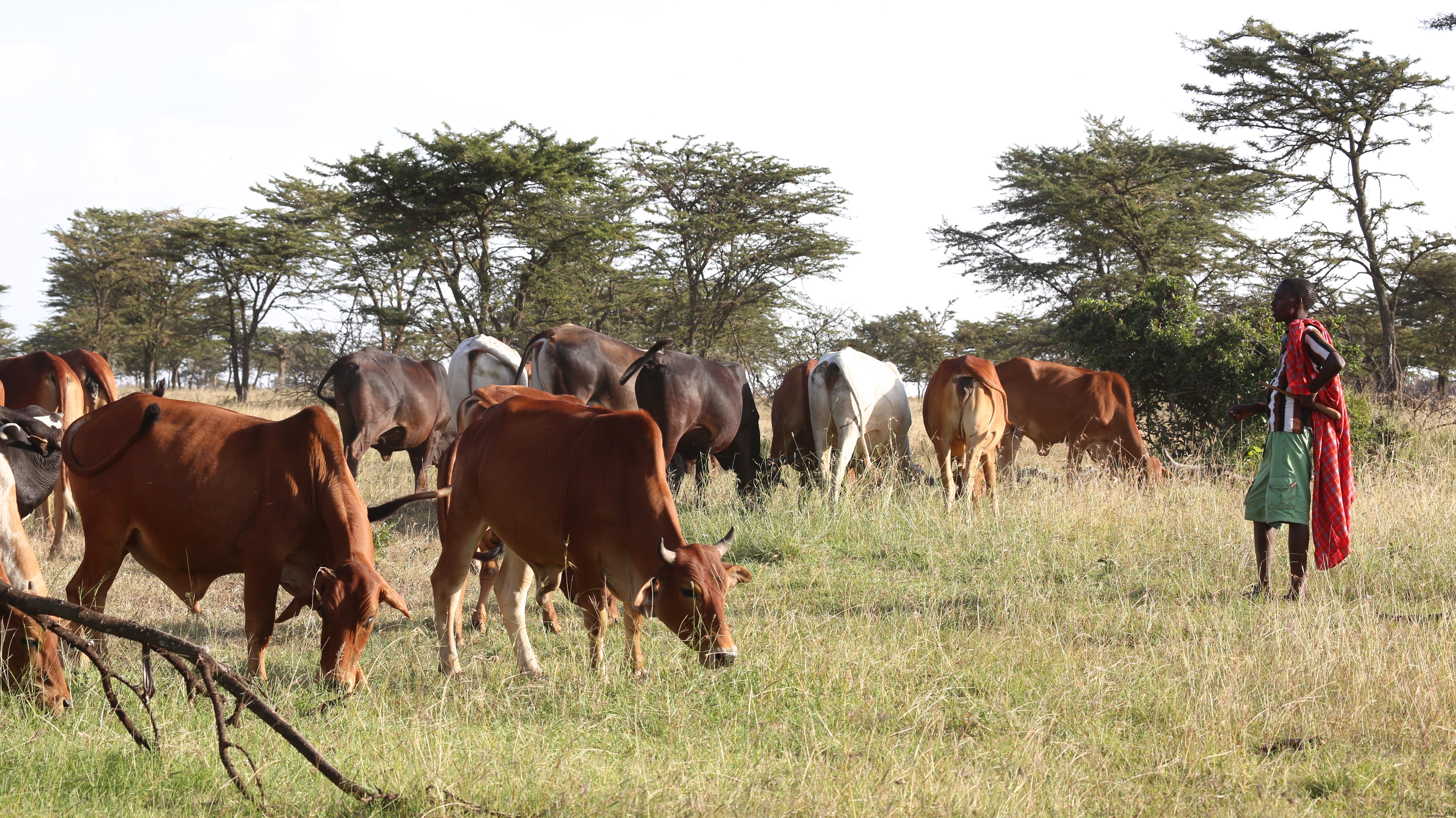 Top 5 Must-See Experiences in Kenya: From Epic Safaris to Pristine Beaches