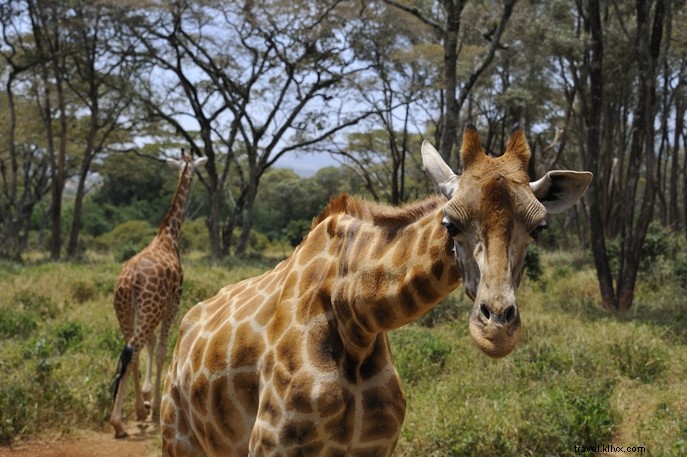 Top 5 Must-See Experiences in Kenya: From Epic Safaris to Pristine Beaches