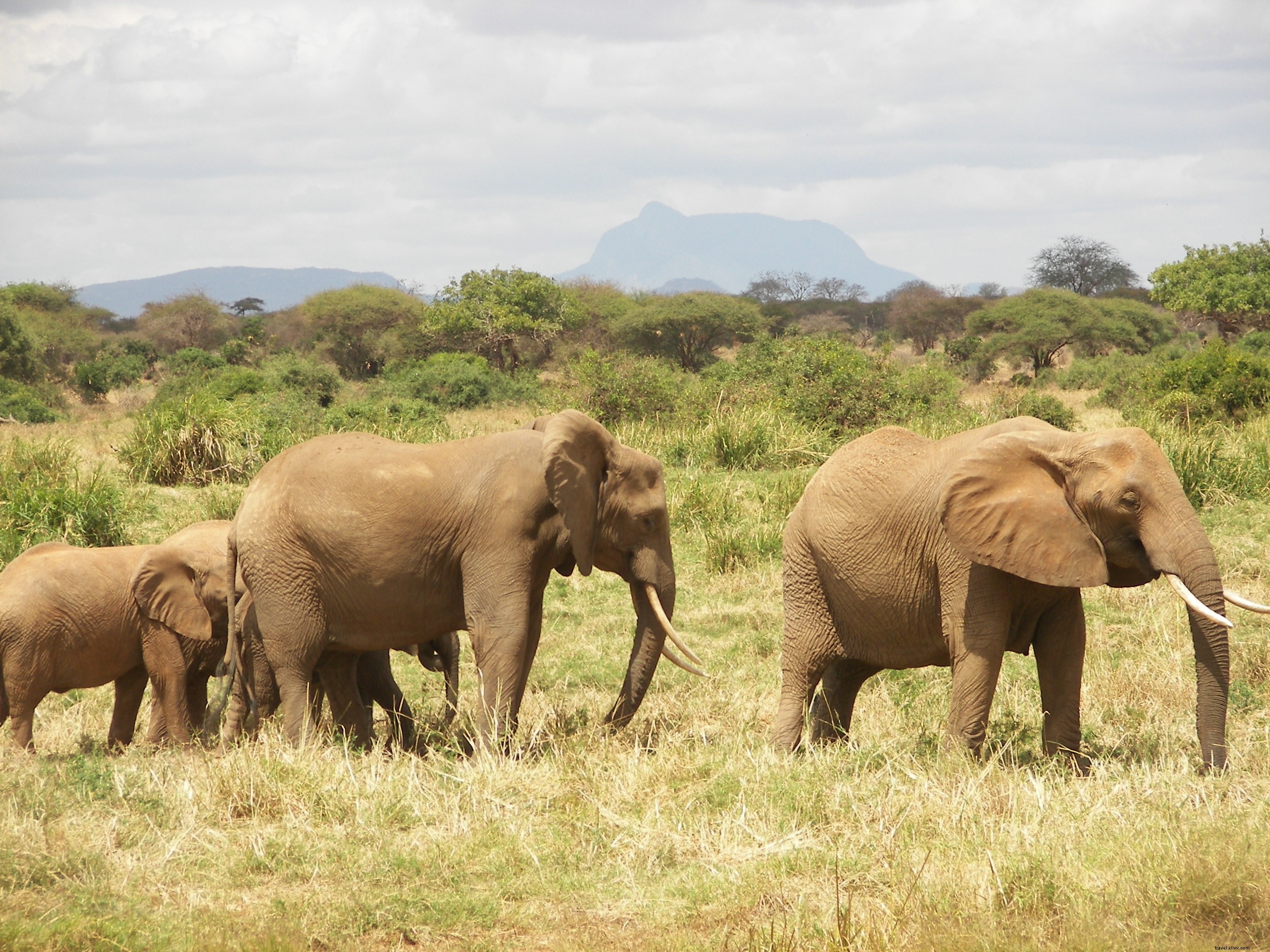 Top 5 Must-See Experiences in Kenya: From Epic Safaris to Pristine Beaches
