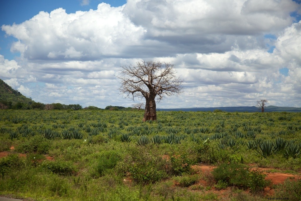 Top 5 Must-See Experiences in Kenya: From Epic Safaris to Pristine Beaches