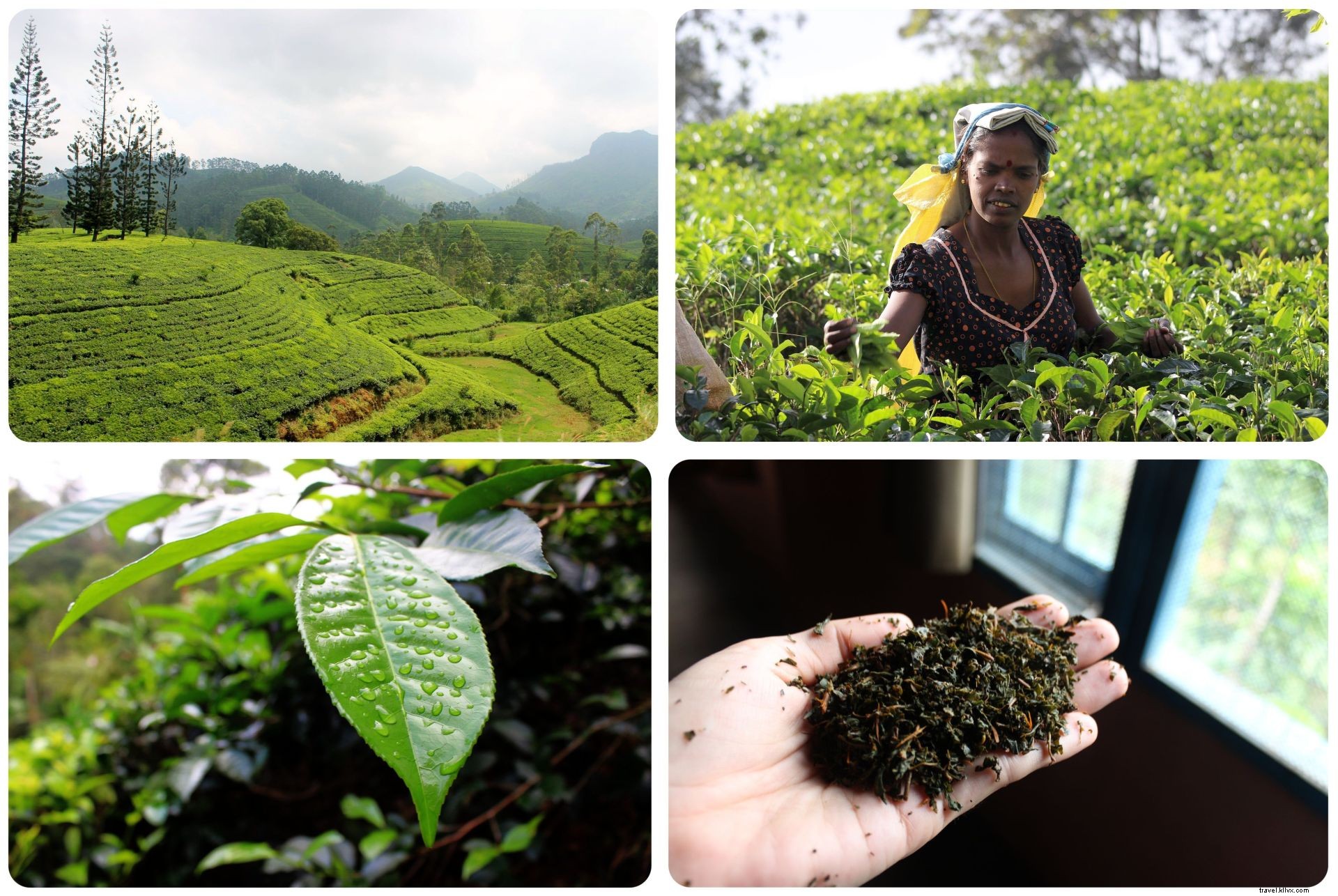 Discover Sri Lanka: First Impressions and Fascinating Facts from the Pearl of the Indian Ocean