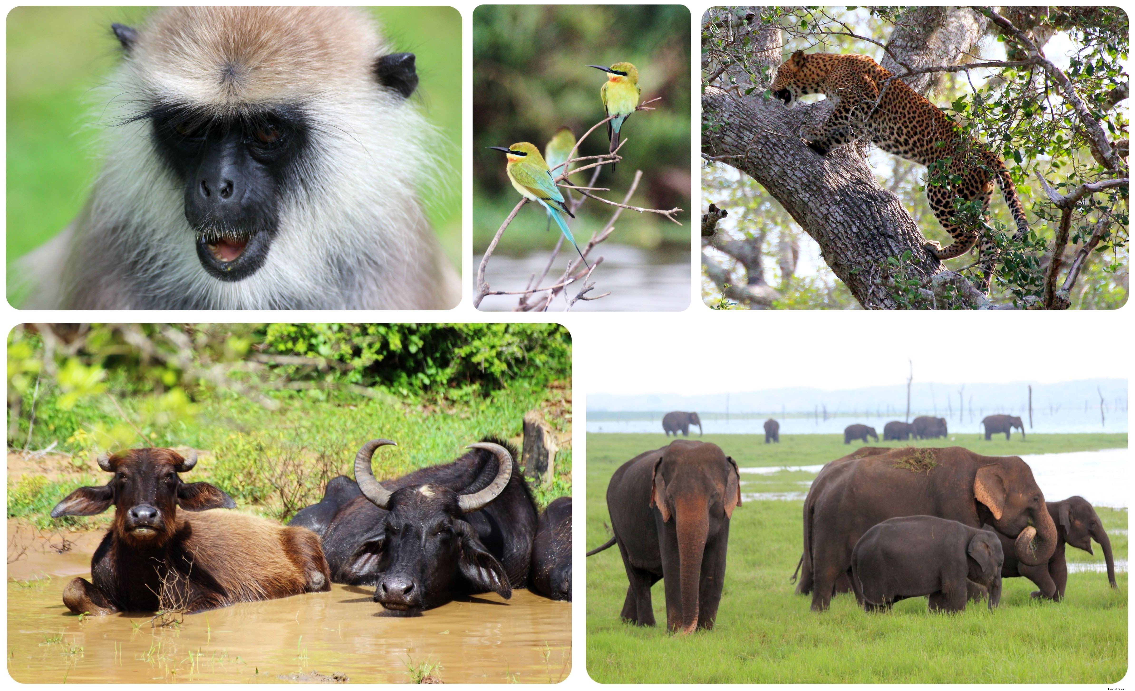 Discover Sri Lanka: First Impressions and Fascinating Facts from the Pearl of the Indian Ocean