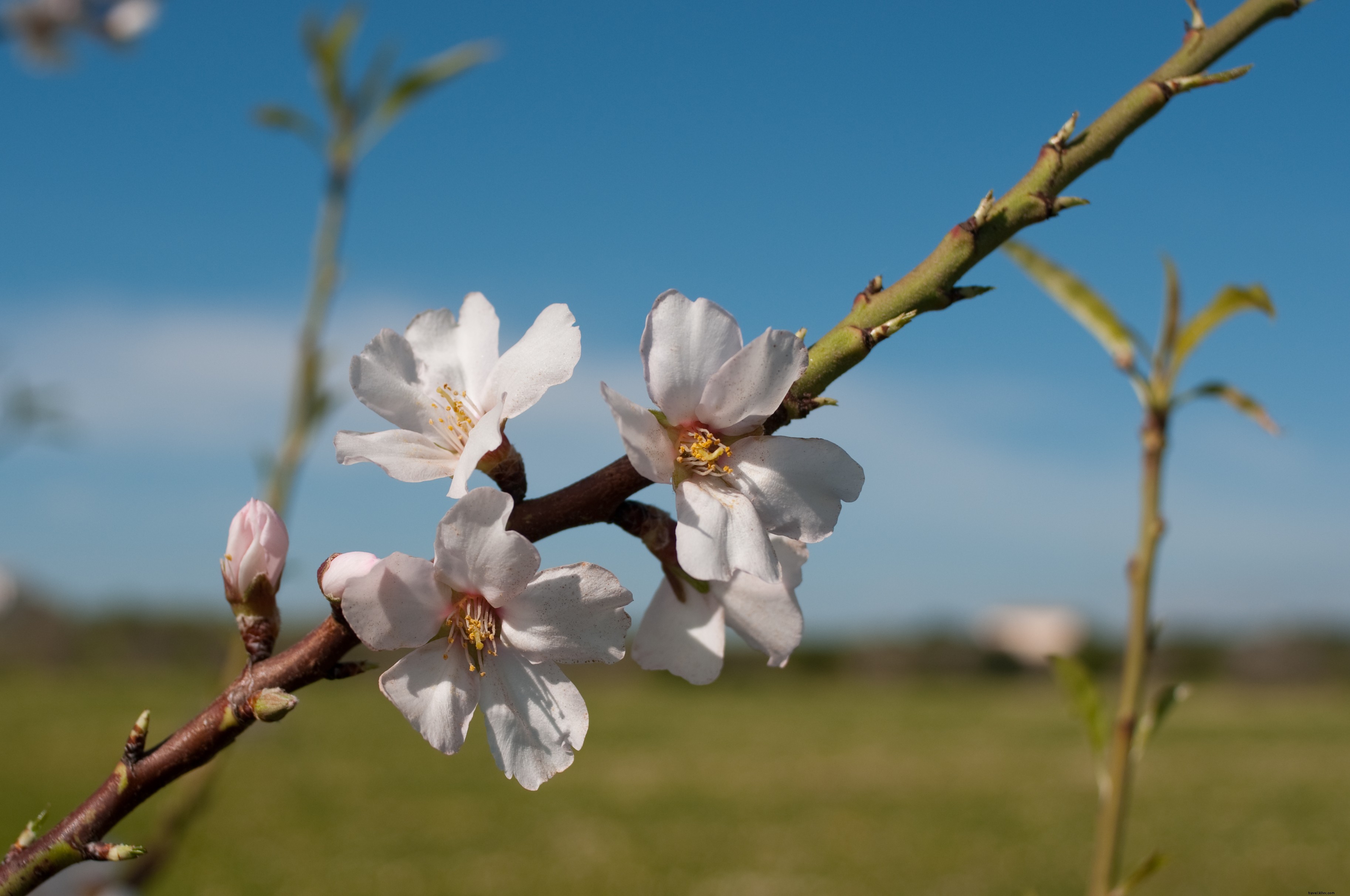 Discover the Top 5 Most Beautiful Places to Visit in Mallorca
