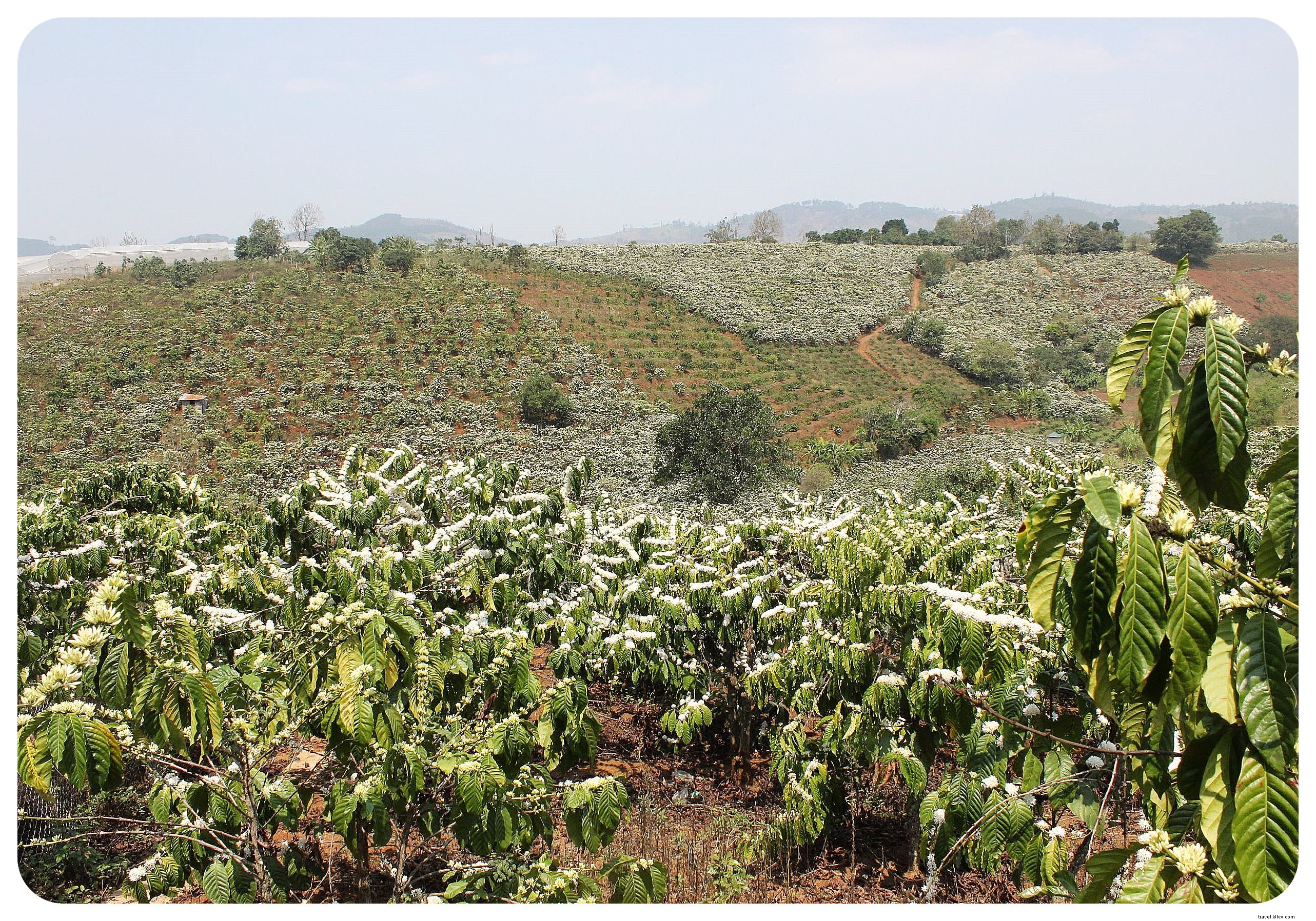 Ultimate Da Lat Guide: Top Things to See, Do, and Eat from an Experienced Traveler