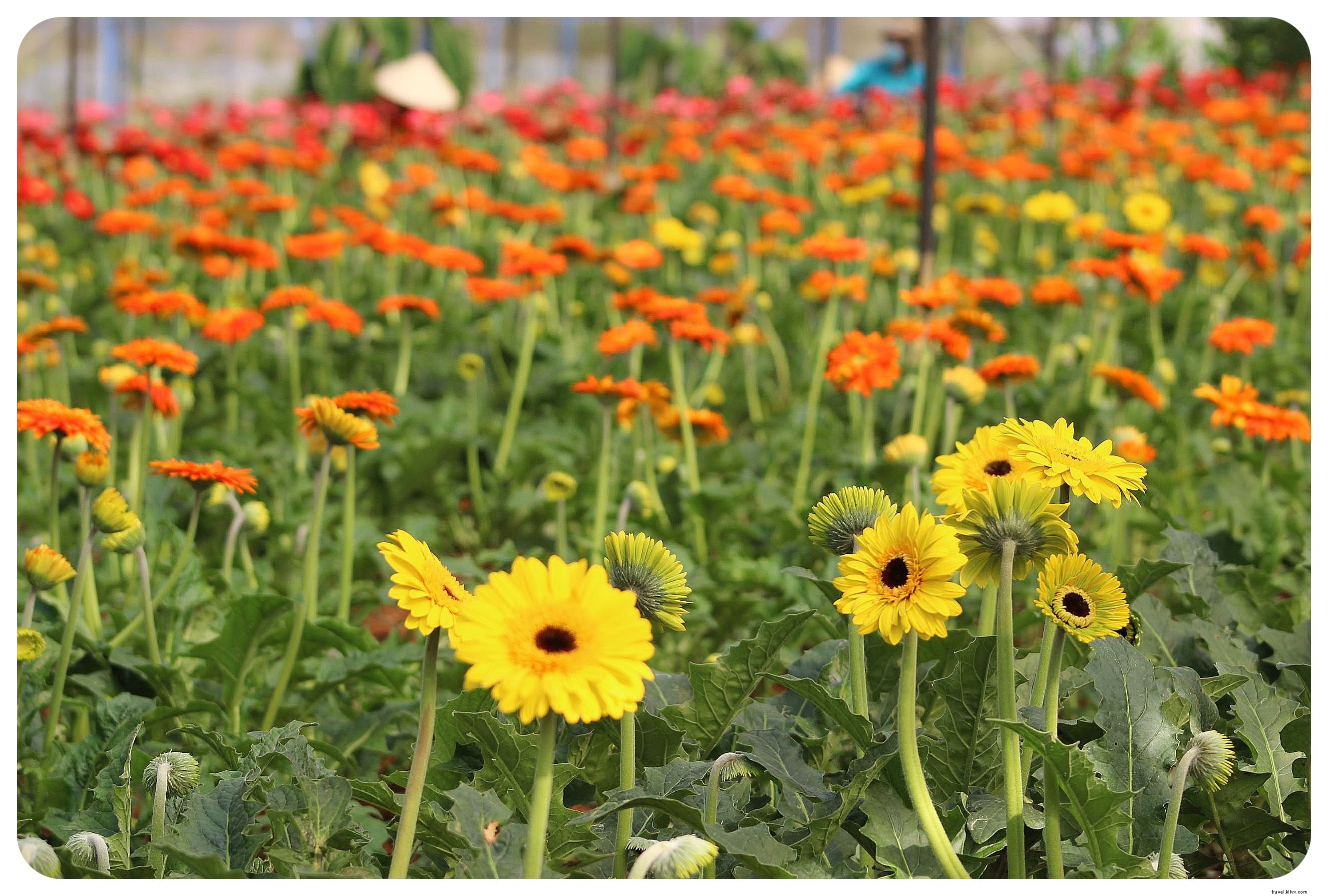 Ultimate Da Lat Guide: Top Things to See, Do, and Eat from an Experienced Traveler