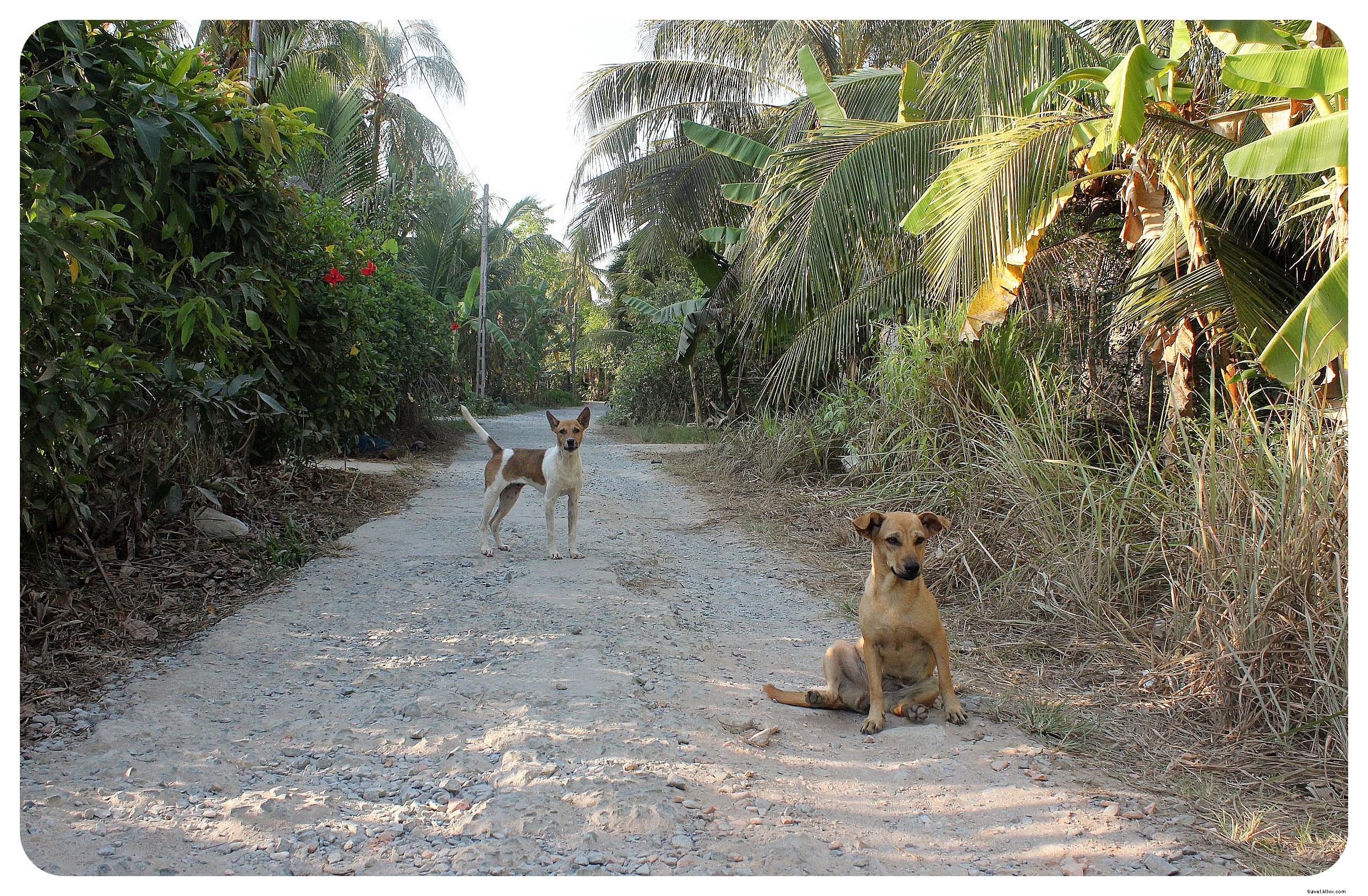 Discover Vietnam s Mekong Delta: Floating Markets, Riverside Life, and Essential Travel Tips