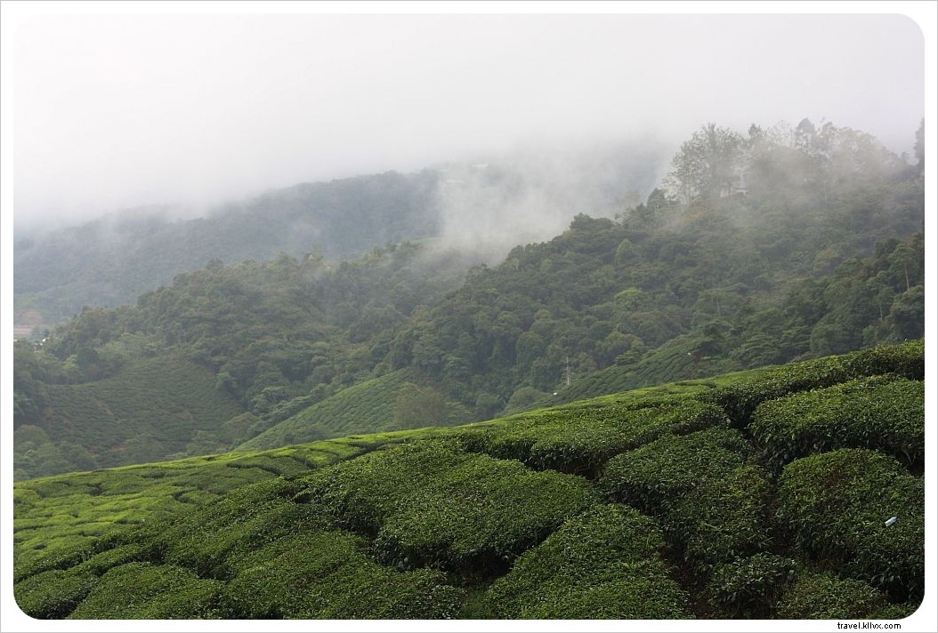 Kerala, India: Serene Backwaters, Lush Tea Hills, and Unforgettable Hospitality