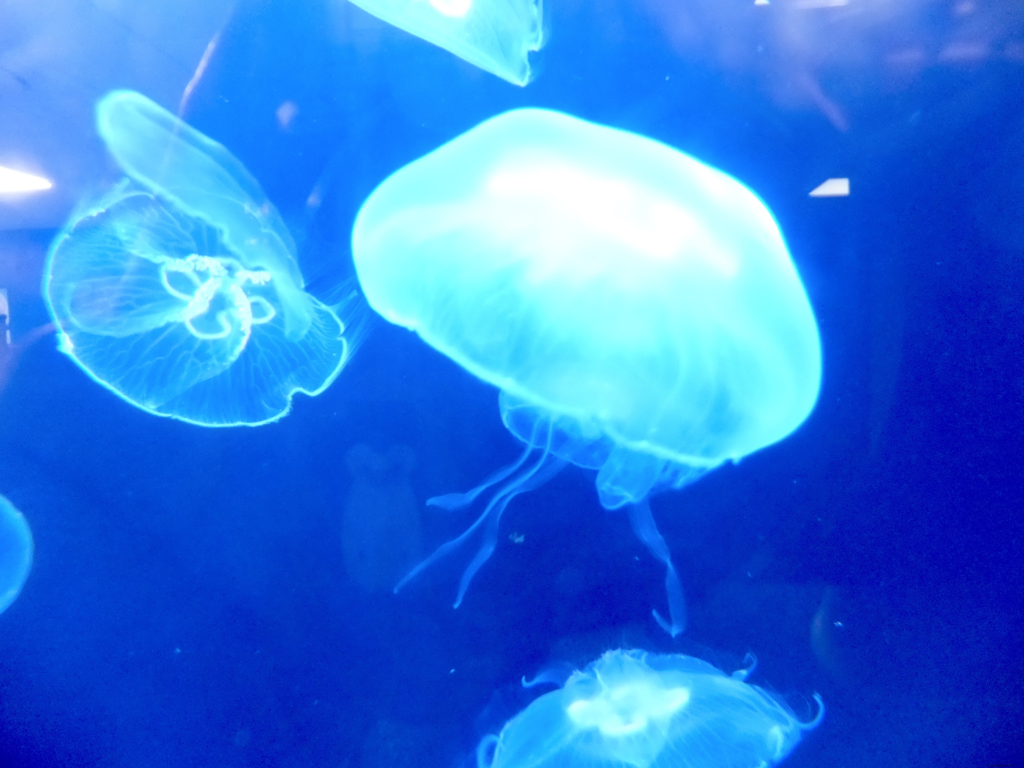 Ultimate Weekend Guide: Top Things to Do in Bournemouth