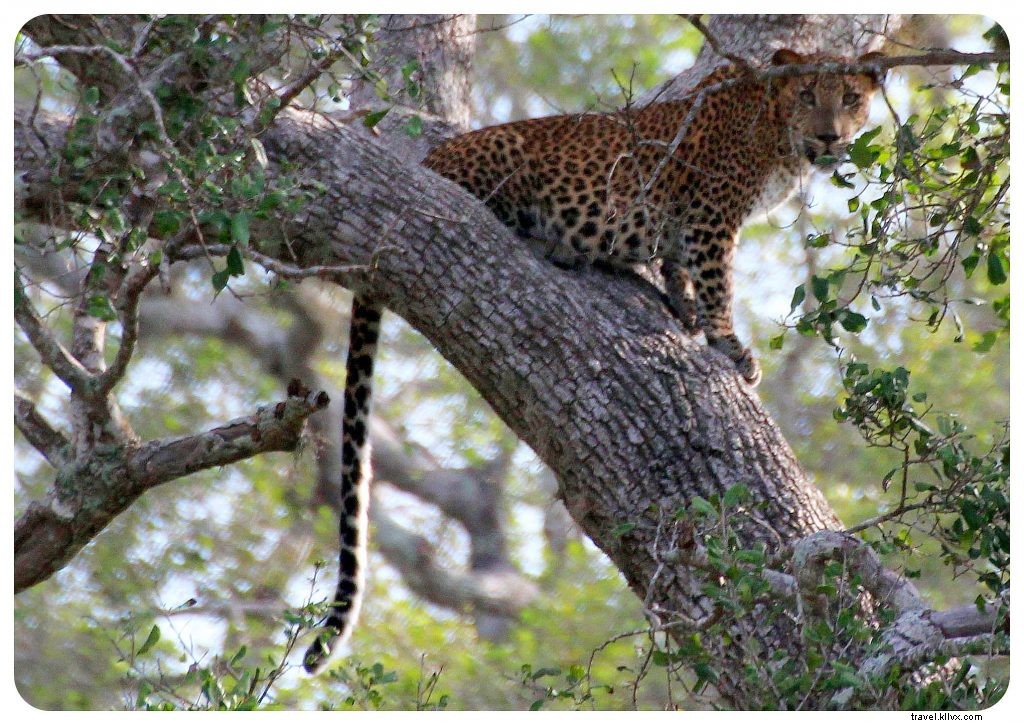 Spotting the Elusive Leopard: A Thrilling Safari Adventure in Sri Lanka s Yala National Park