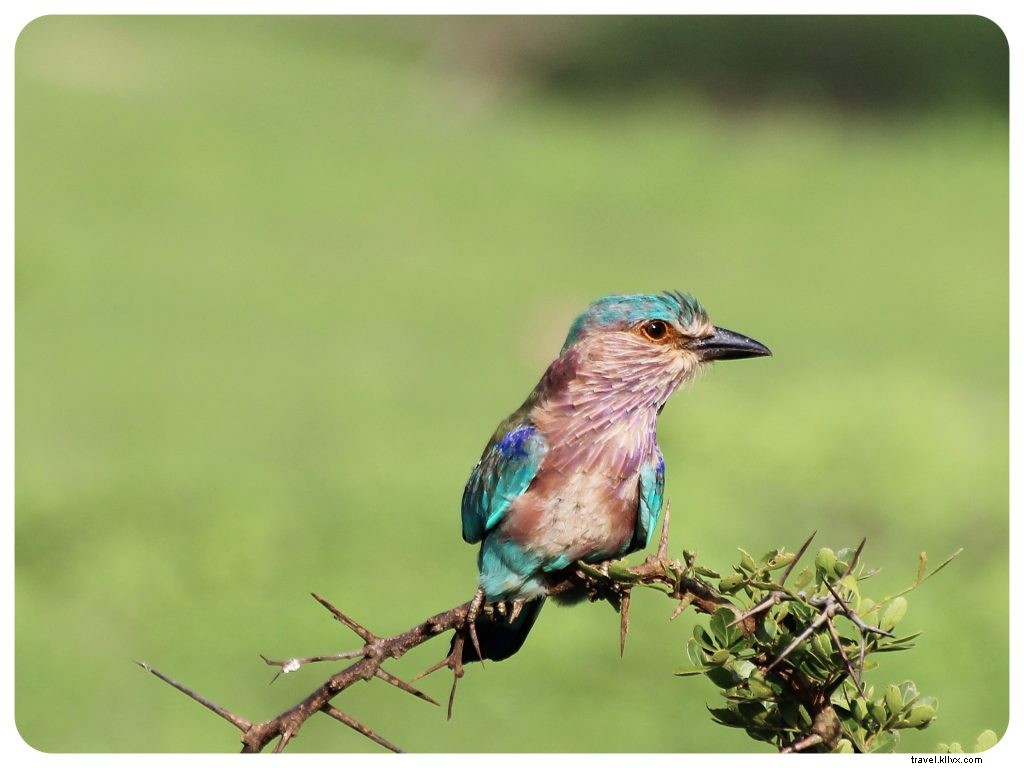 Spotting the Elusive Leopard: A Thrilling Safari Adventure in Sri Lanka s Yala National Park
