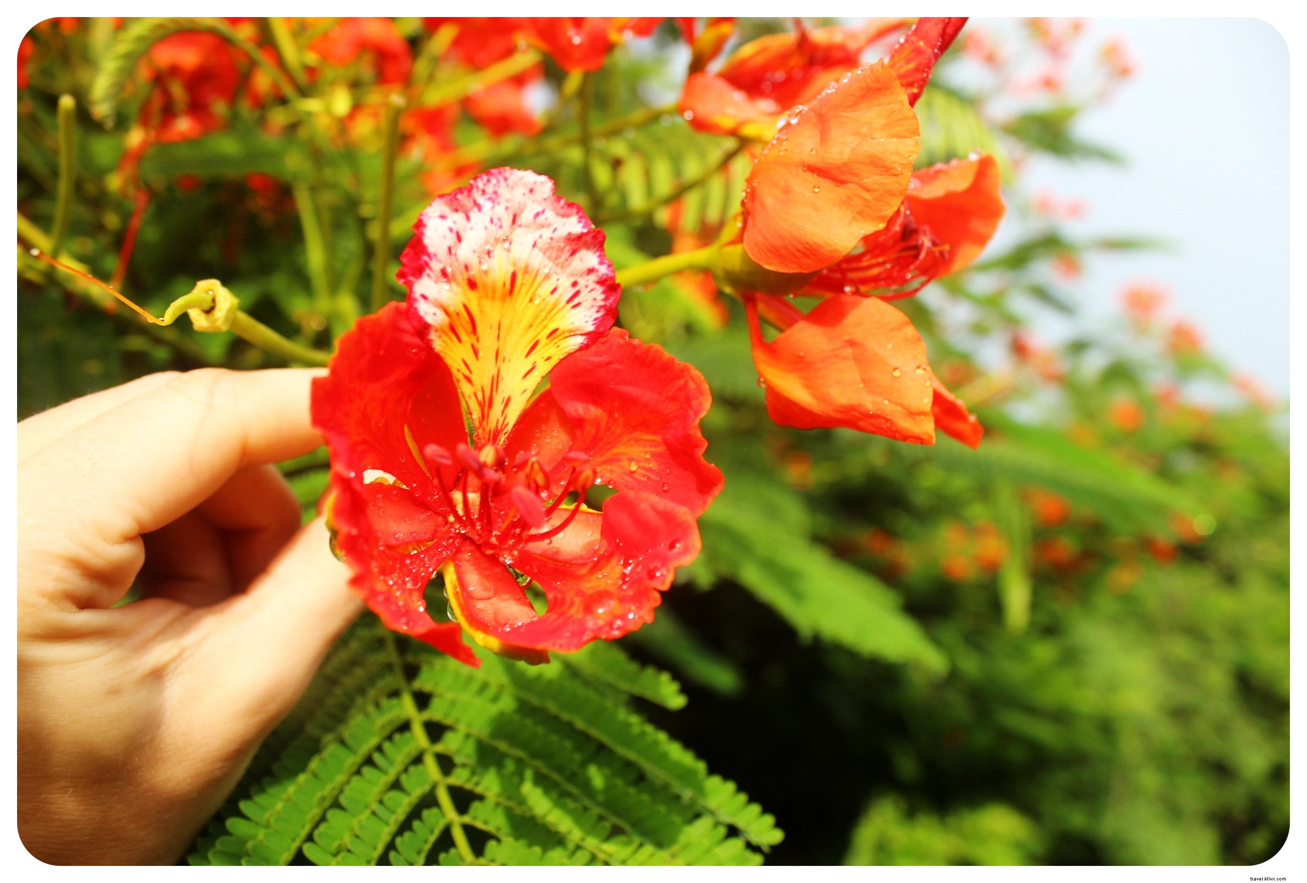 Montañita, Ecuador: Surf Paradise, Party Hub, and Serene Escapes Nearby