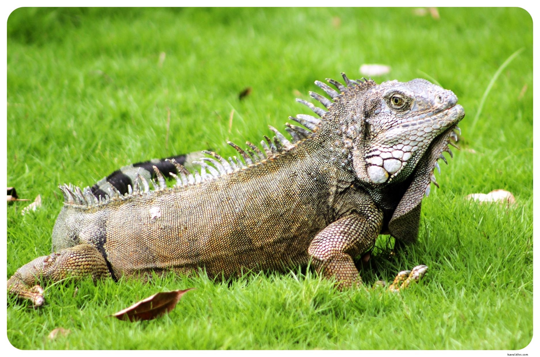 Why Iguanas Won Me Over in Guayaquil: Exploring Ecuador s Bustling Port City