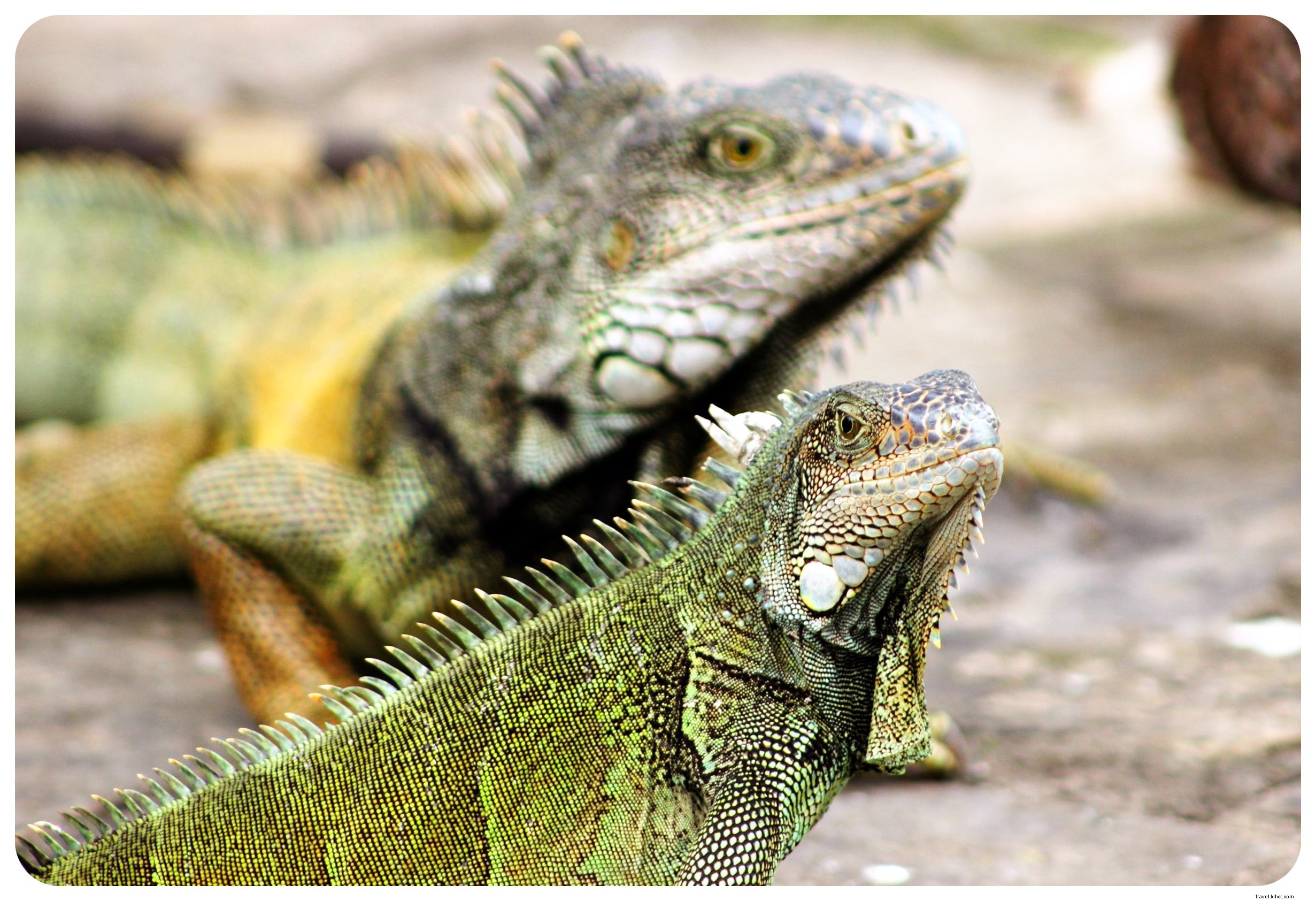 Why Iguanas Won Me Over in Guayaquil: Exploring Ecuador s Bustling Port City