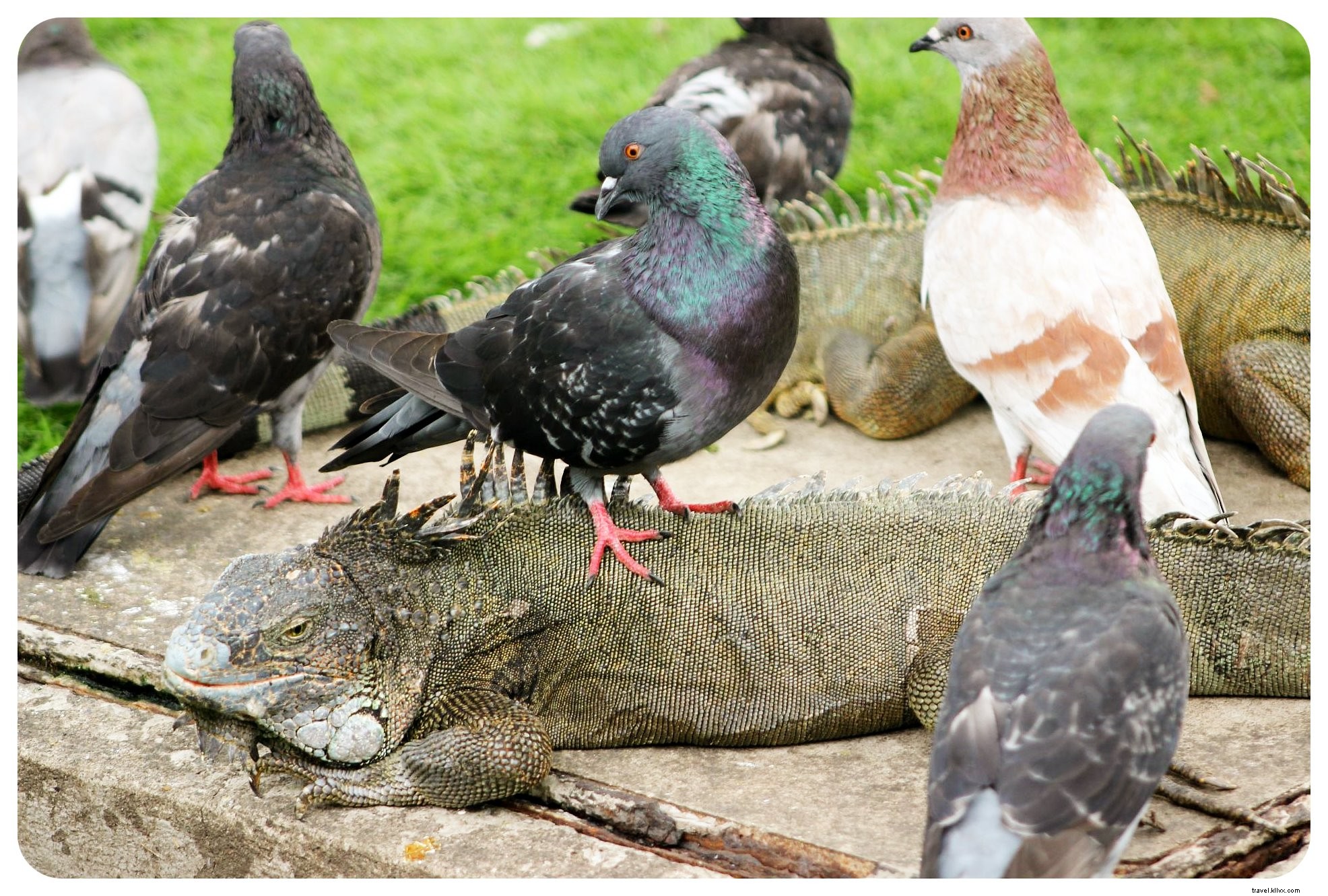 Why Iguanas Won Me Over in Guayaquil: Exploring Ecuador s Bustling Port City