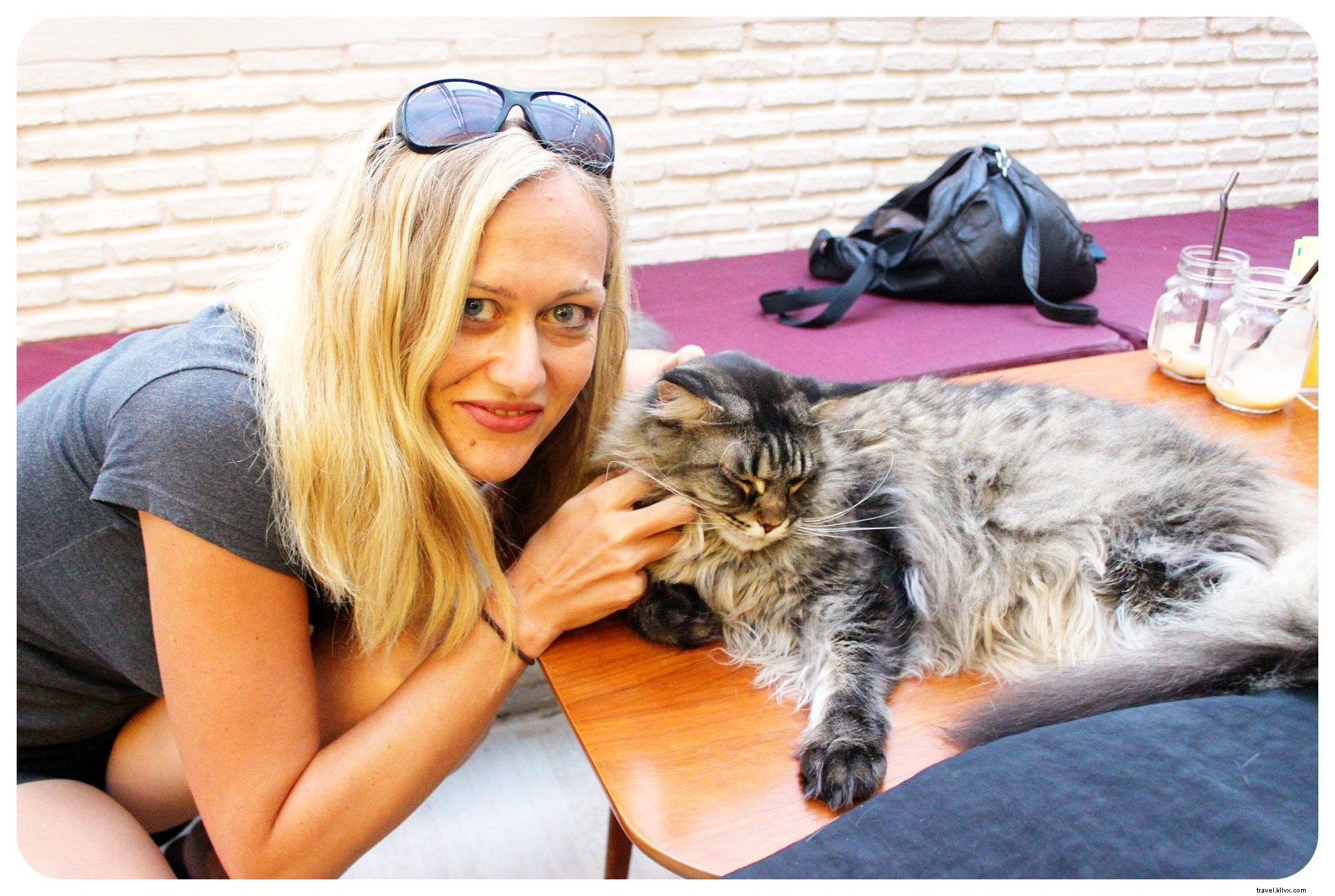 Bangkok s Purr Cat Café: A Cozy Haven for Cat Lovers and Coffee Enthusiasts