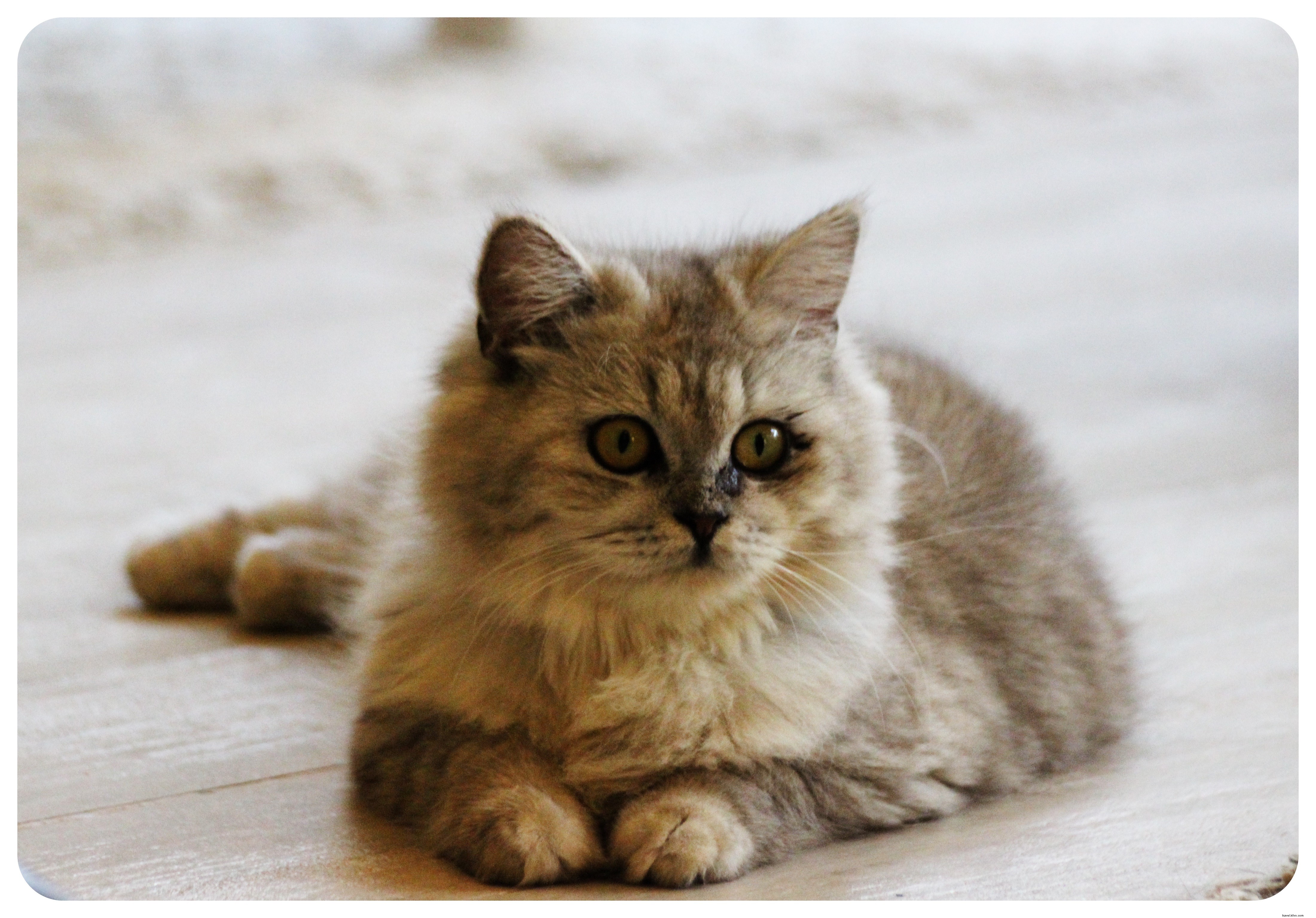 Bangkok s Purr Cat Café: A Cozy Haven for Cat Lovers and Coffee Enthusiasts