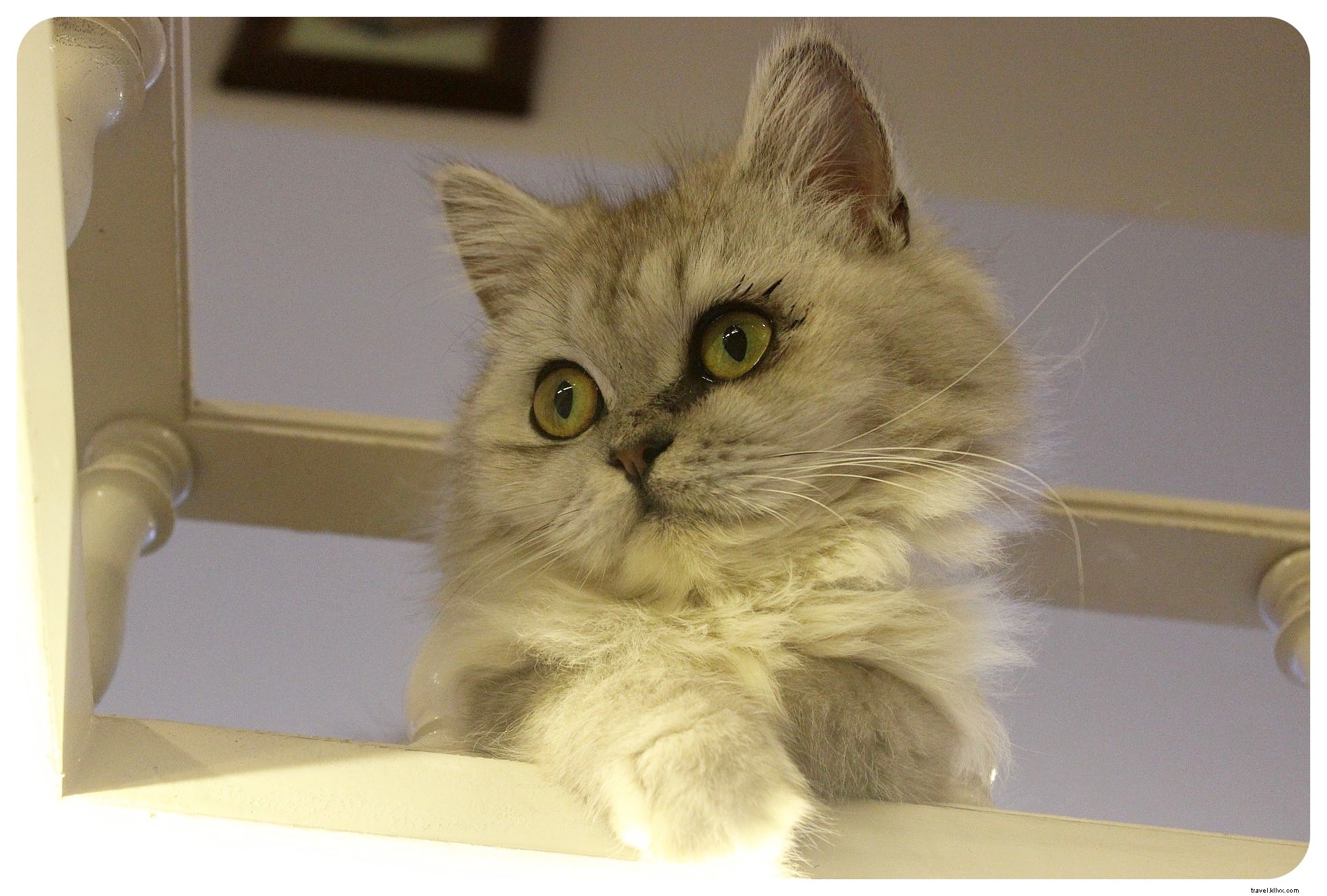 Bangkok s Purr Cat Café: A Cozy Haven for Cat Lovers and Coffee Enthusiasts