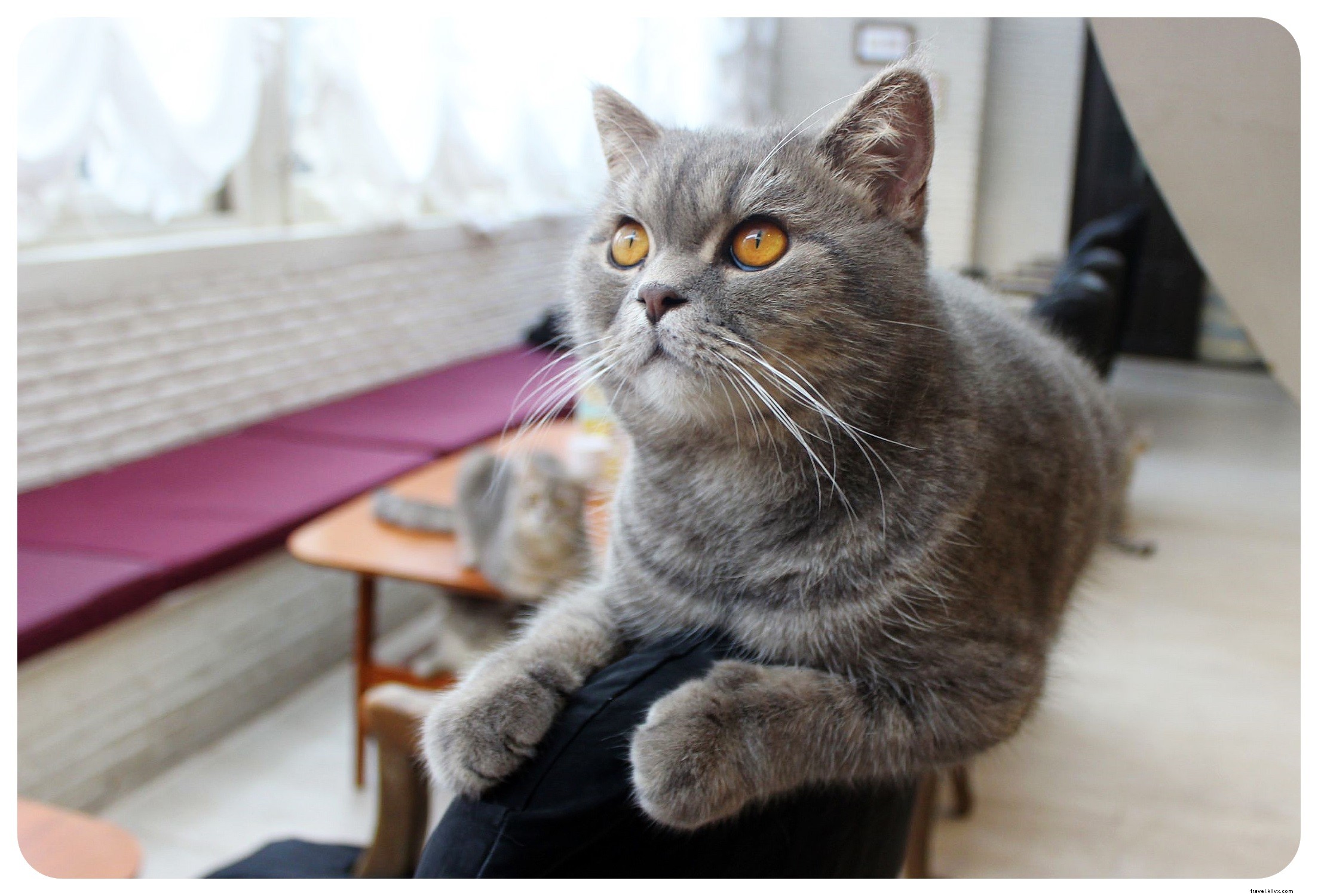 Bangkok s Purr Cat Café: A Cozy Haven for Cat Lovers and Coffee Enthusiasts