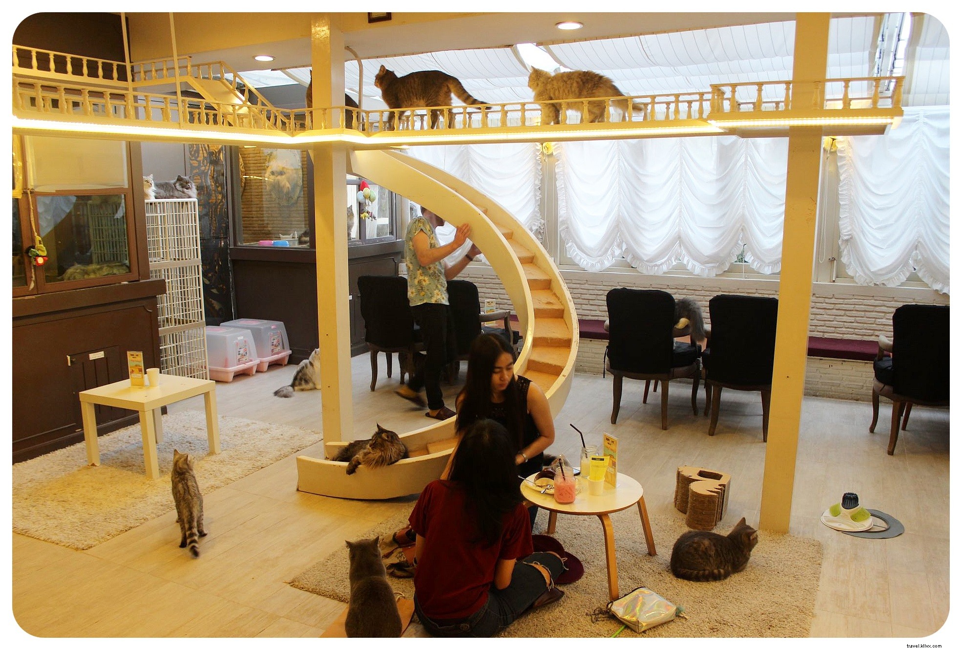 Bangkok s Purr Cat Café: A Cozy Haven for Cat Lovers and Coffee Enthusiasts