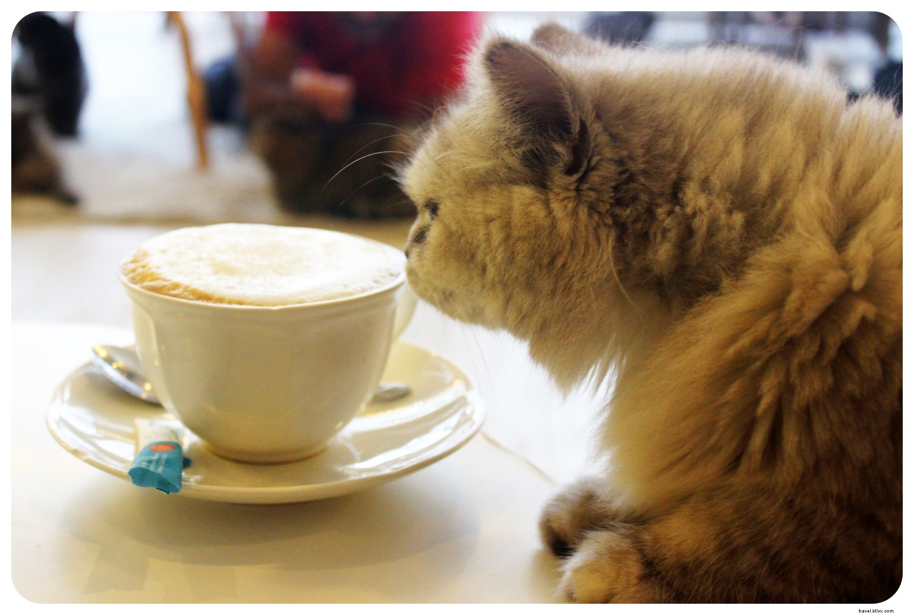 Bangkok s Purr Cat Café: A Cozy Haven for Cat Lovers and Coffee Enthusiasts