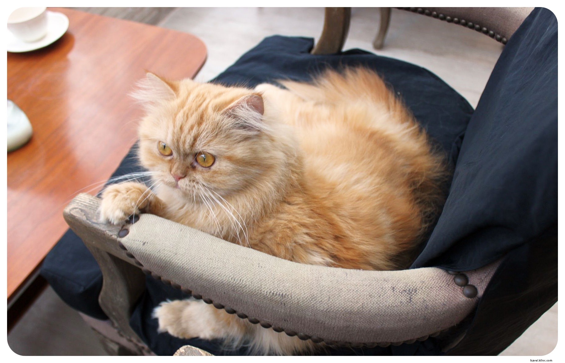 Bangkok s Purr Cat Café: A Cozy Haven for Cat Lovers and Coffee Enthusiasts