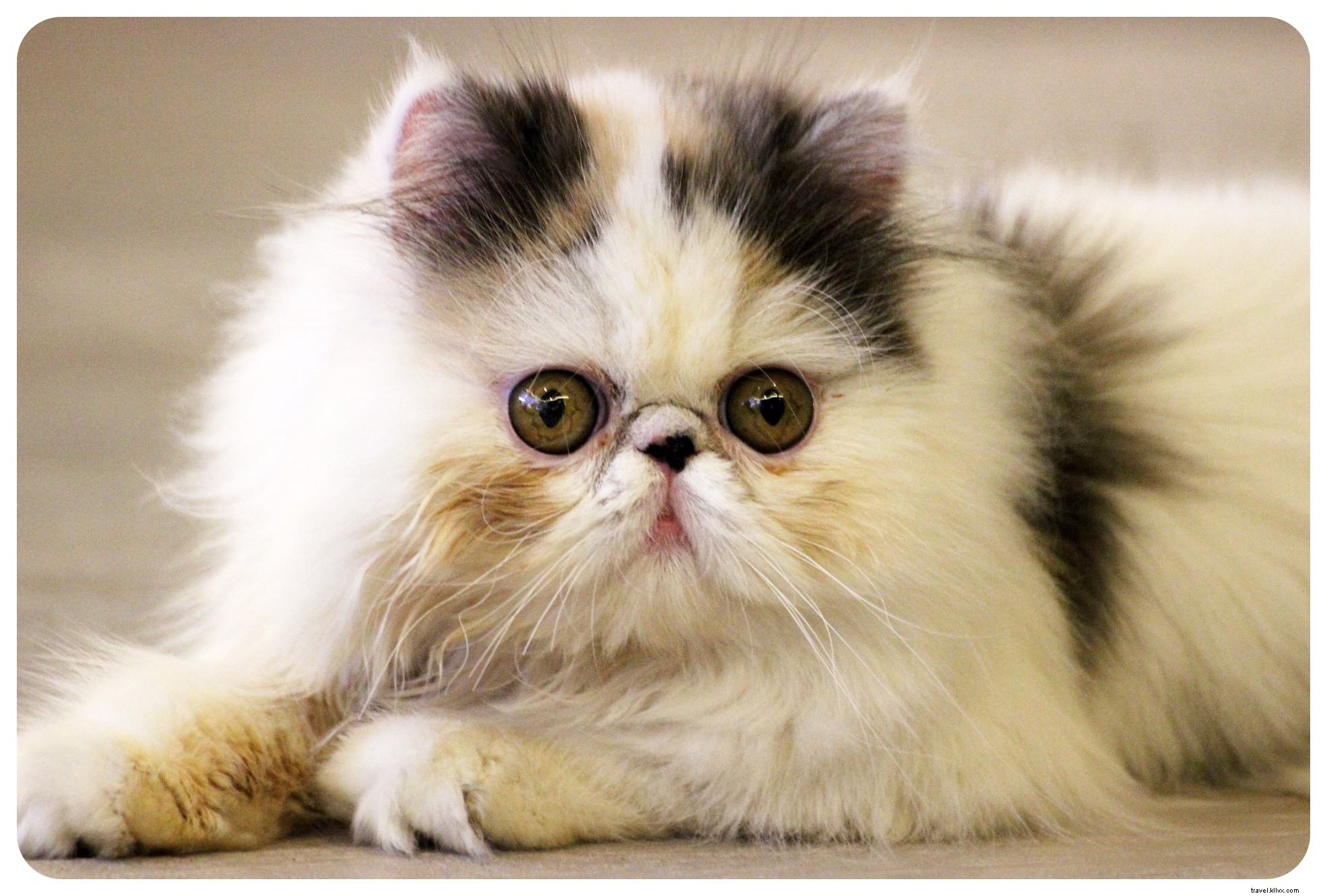 Bangkok s Purr Cat Café: A Cozy Haven for Cat Lovers and Coffee Enthusiasts