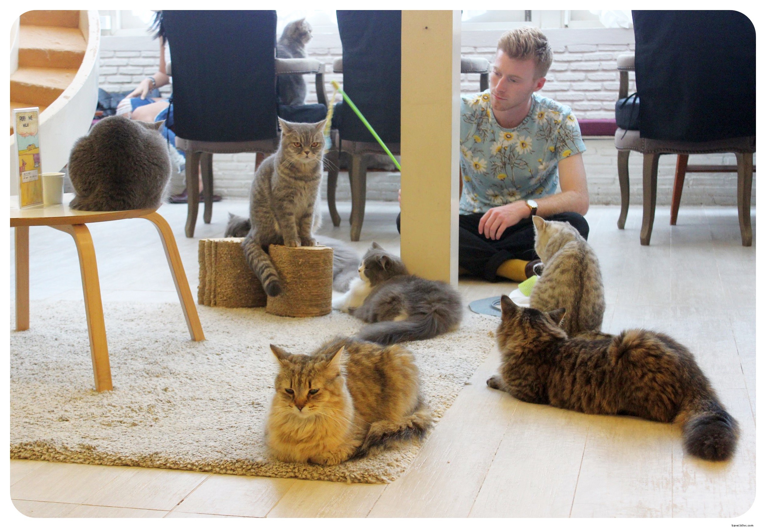 Bangkok s Purr Cat Café: A Cozy Haven for Cat Lovers and Coffee Enthusiasts