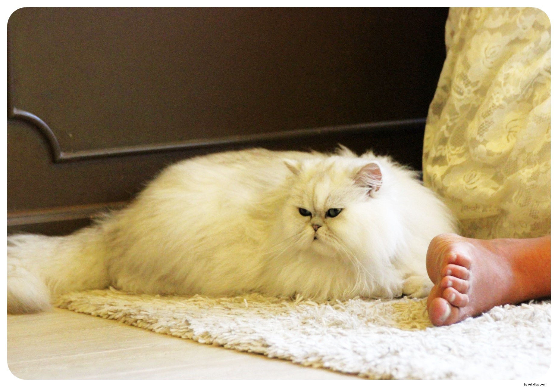 Bangkok s Purr Cat Café: A Cozy Haven for Cat Lovers and Coffee Enthusiasts