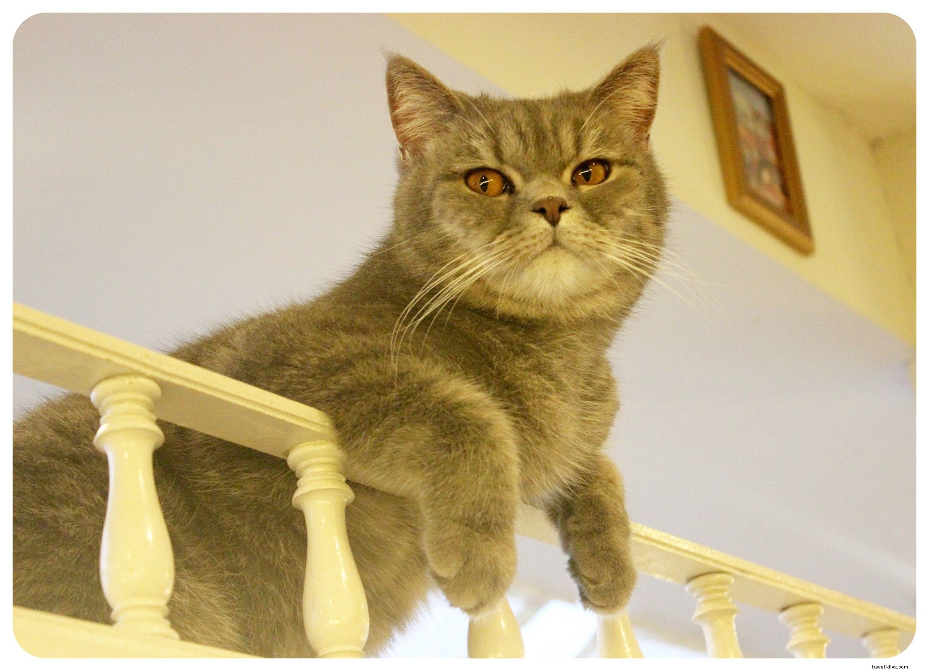 Bangkok s Purr Cat Café: A Cozy Haven for Cat Lovers and Coffee Enthusiasts