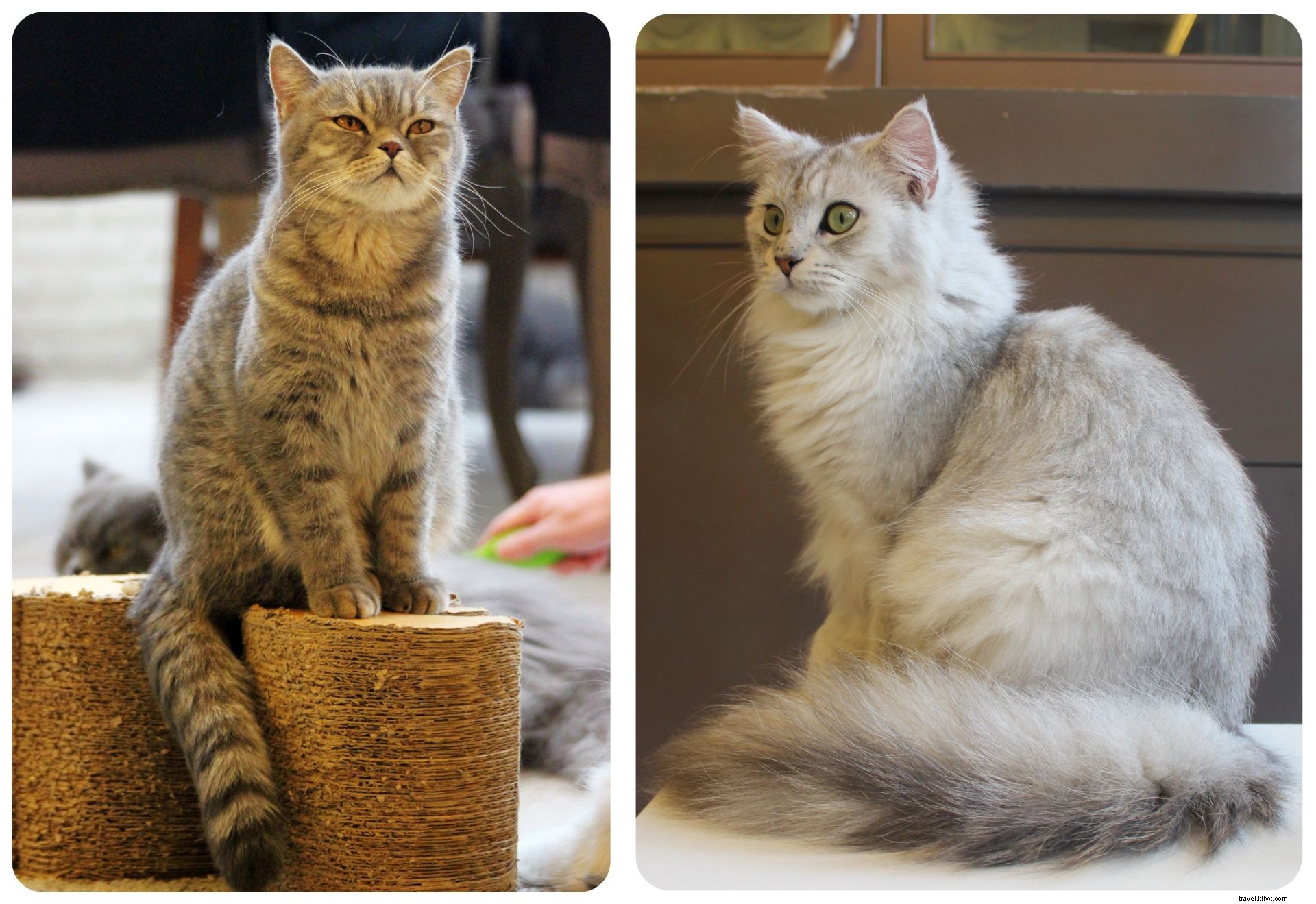 Bangkok s Purr Cat Café: A Cozy Haven for Cat Lovers and Coffee Enthusiasts