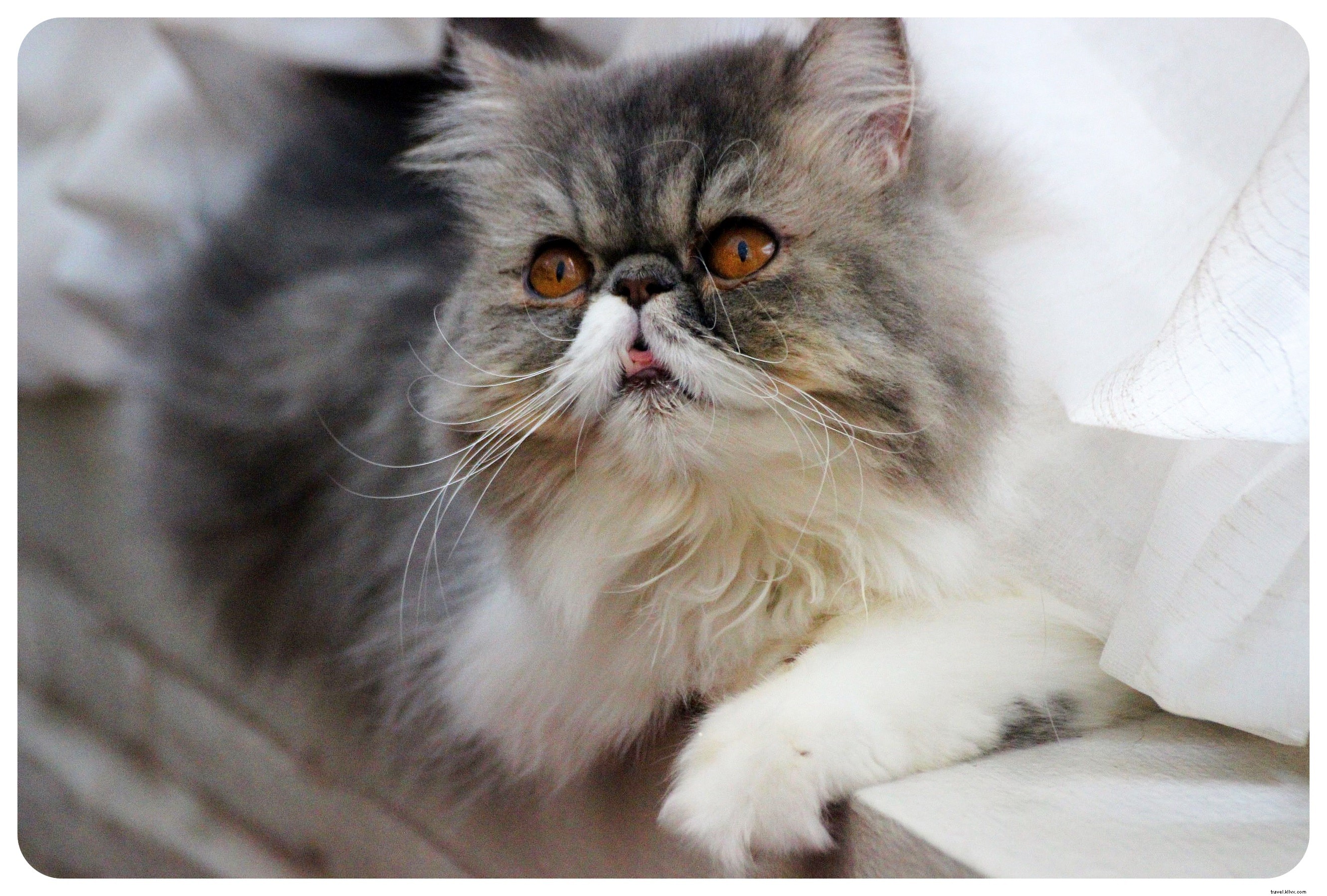 Bangkok s Purr Cat Café: A Cozy Haven for Cat Lovers and Coffee Enthusiasts