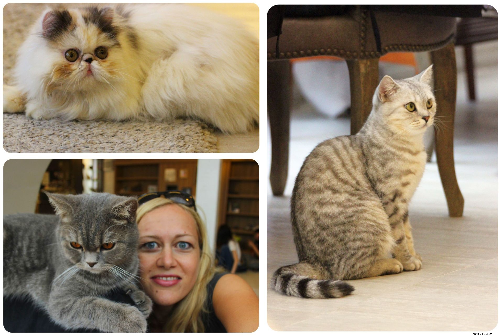 Bangkok s Purr Cat Café: A Cozy Haven for Cat Lovers and Coffee Enthusiasts
