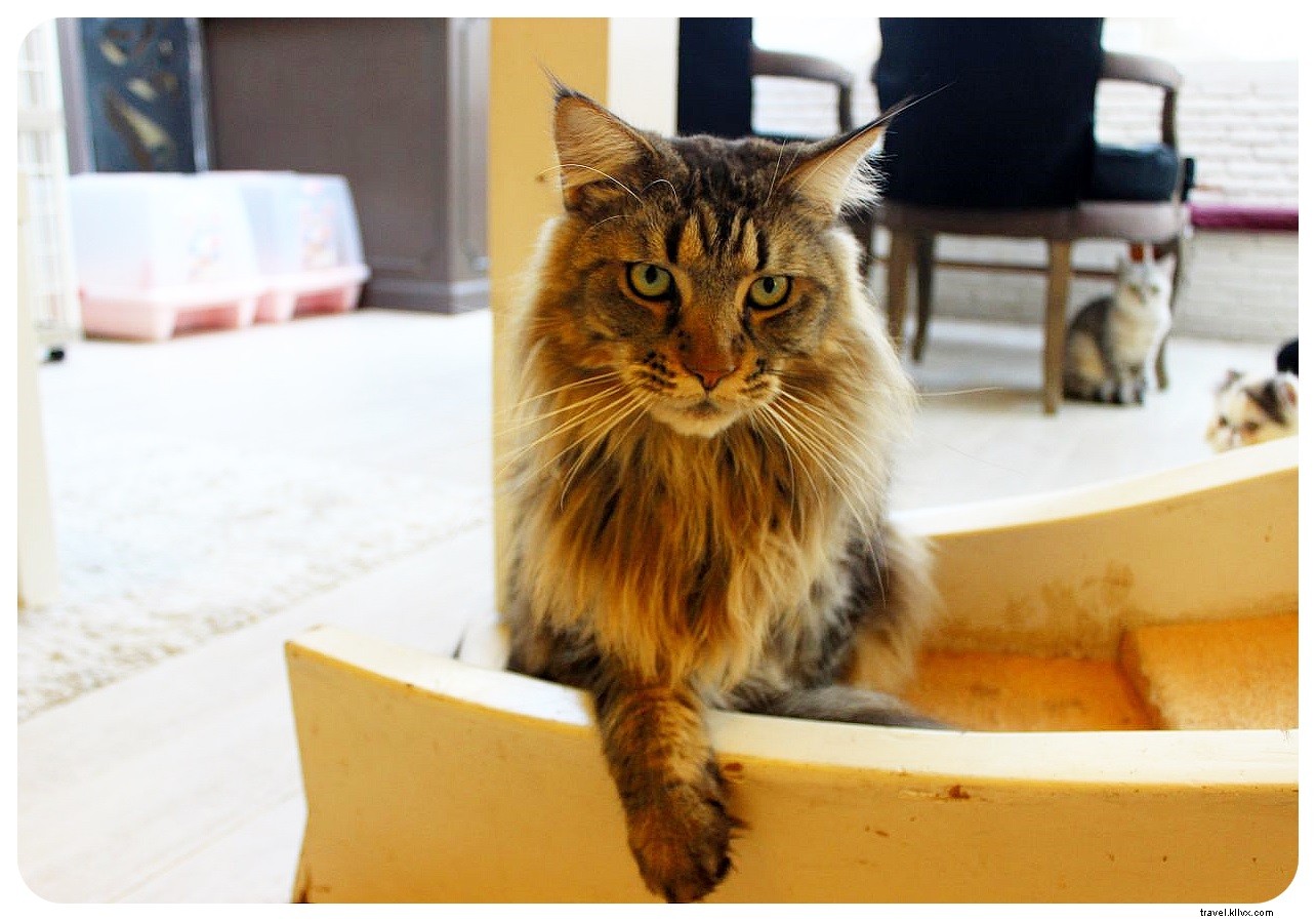 Bangkok s Purr Cat Café: A Cozy Haven for Cat Lovers and Coffee Enthusiasts