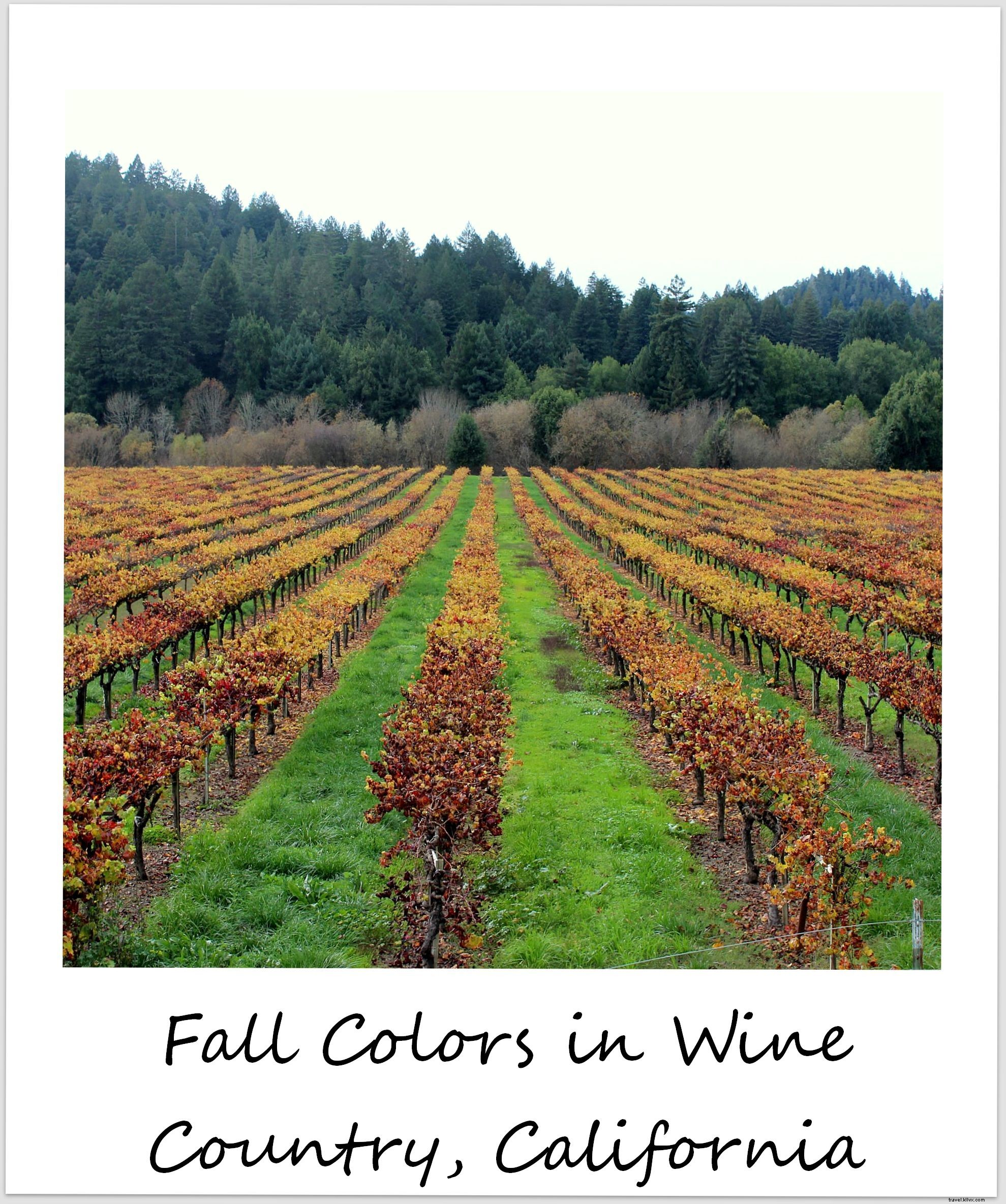 Polaroid of the Week: Vibrant Fall Foliage in Sonoma Wine Country, California