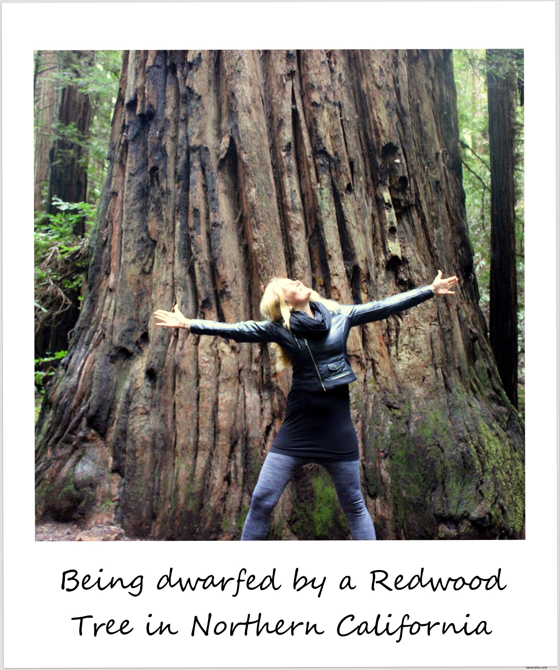 Hiking Among Giants: Awed by California s Towering Armstrong Redwoods | Polaroid of the Week