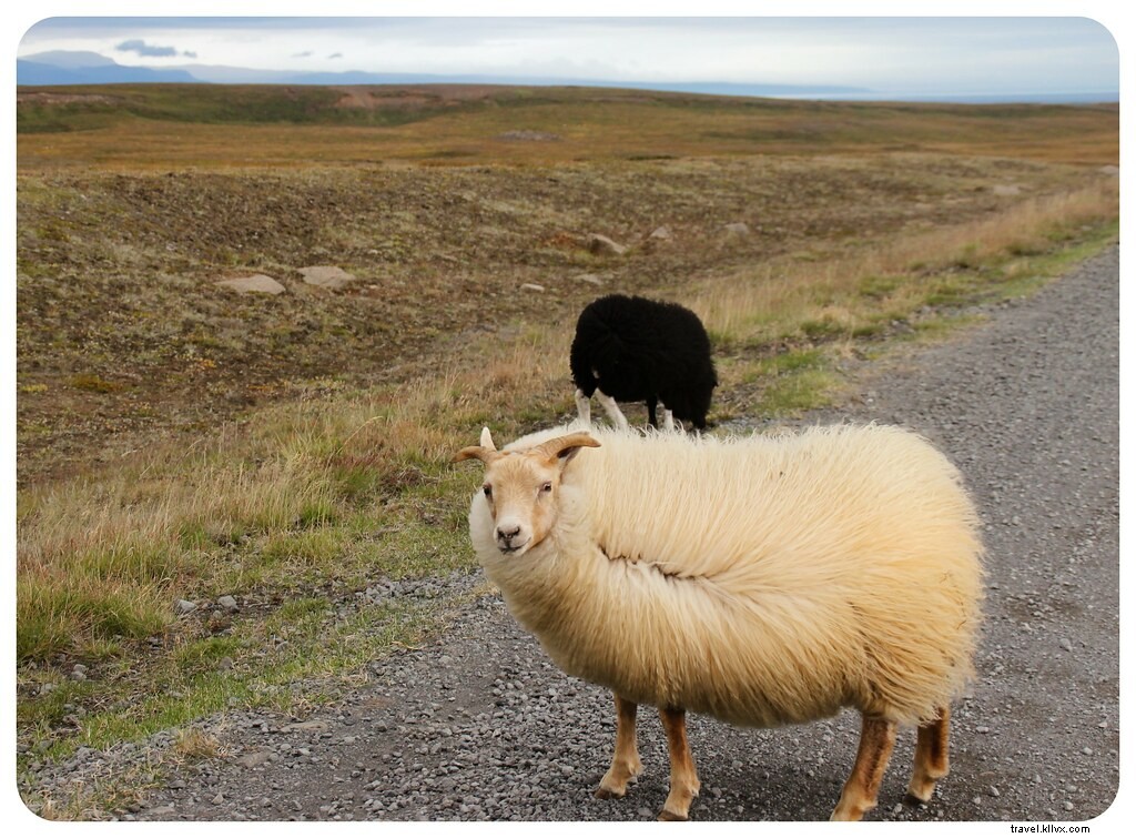 Epic Iceland Road Trip Part 3: Unmissable Northern Highlights from Dettifoss to Mývatn