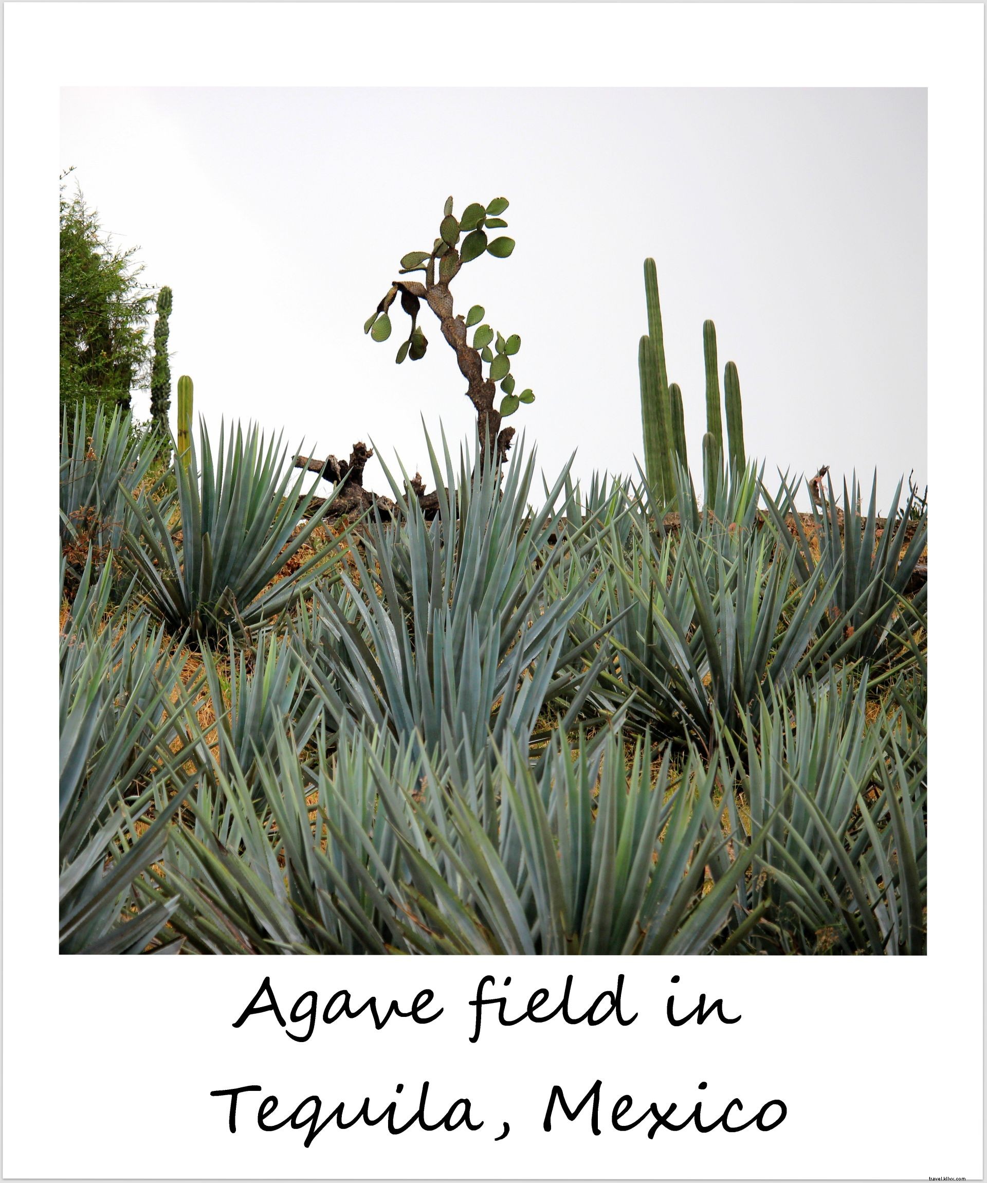 Polaroid of the Week: Lush Agave Fields and Tequila Distilleries in Tequila, Mexico