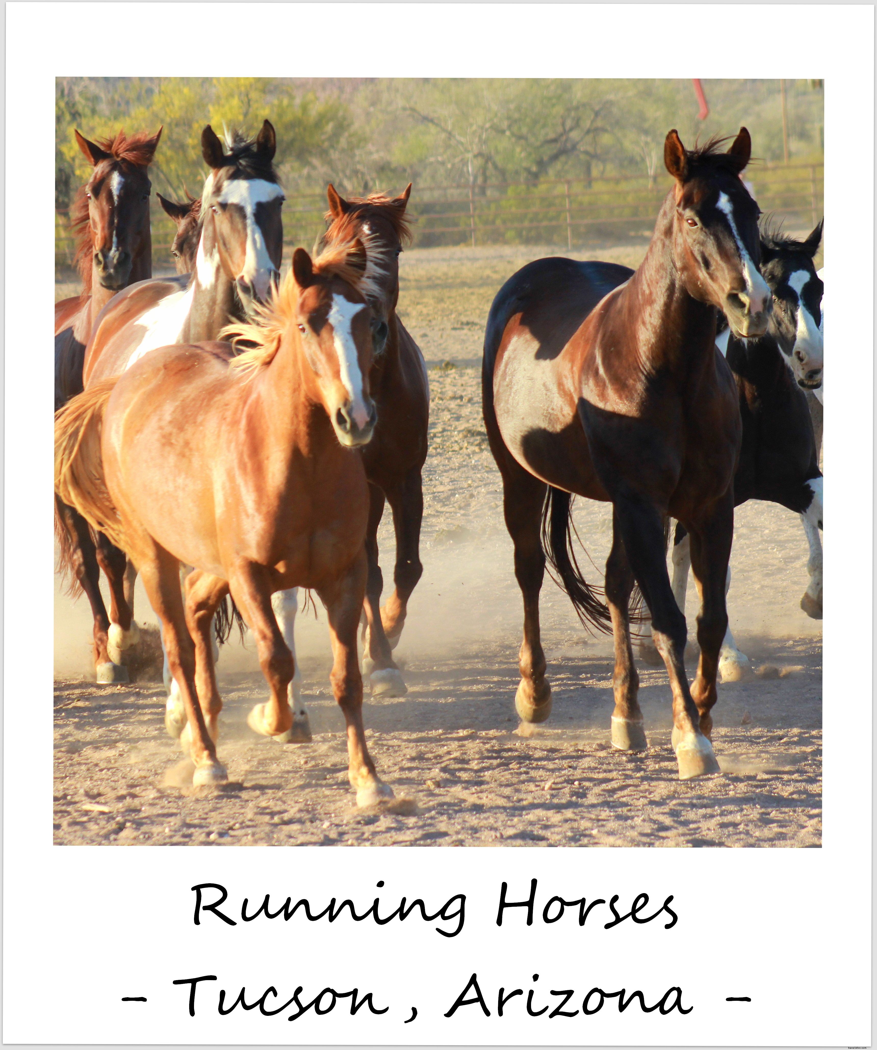 Photo of the Week: Horses Galloping at Dawn at White Stallion Ranch, Tucson, Arizona