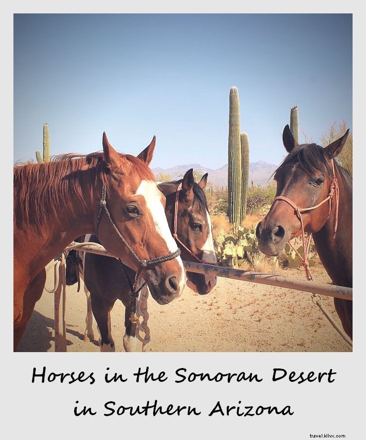 Polaroid of the Week: Horses Amid Towering Saguaros in Arizona s Sonoran Desert