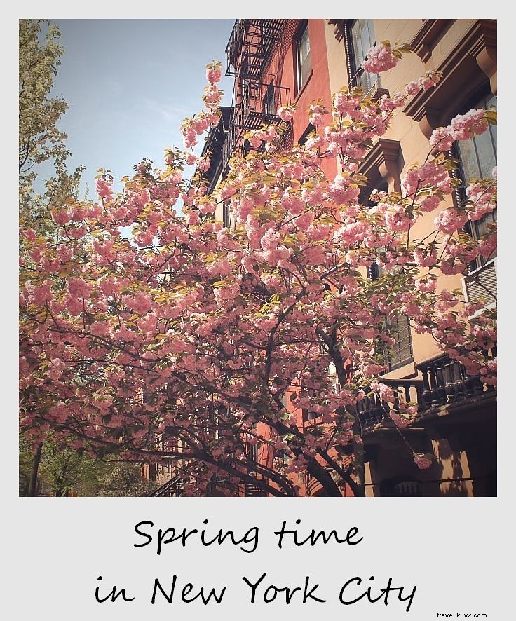 Polaroid of the Week: Springtime Bliss in New York City