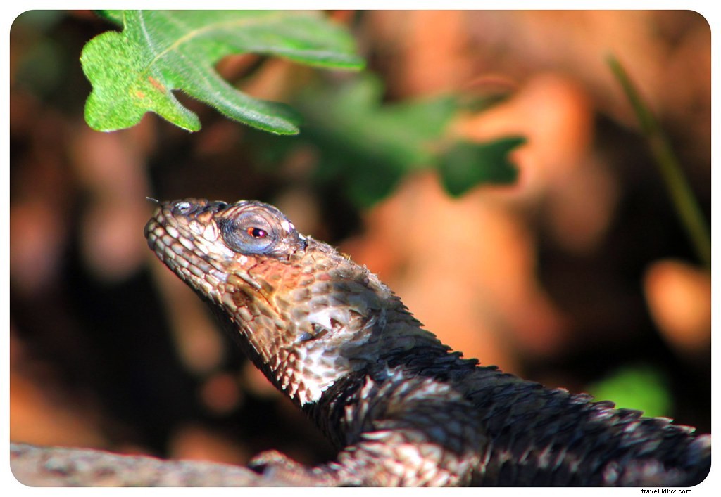 Discover Authentic Silver City and Ancient Gila Cliff Dwellings in New Mexico