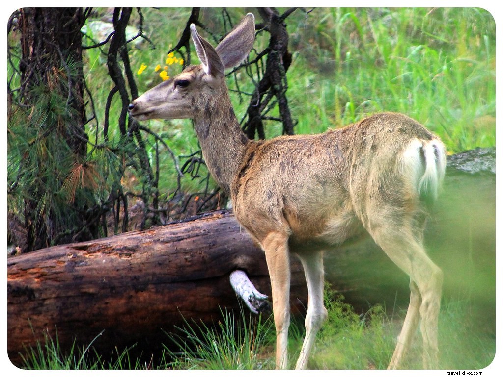 Discover Authentic Silver City and Ancient Gila Cliff Dwellings in New Mexico