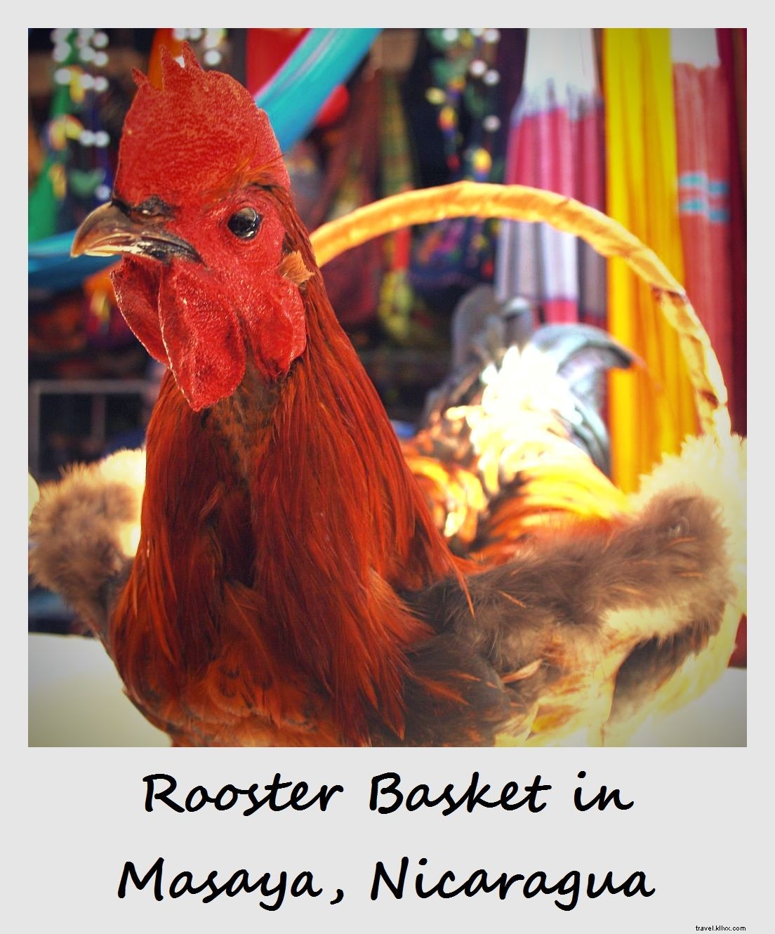 Polaroid of the Week: Unique Rooster Baskets from Masaya s Handicrafts Market, Nicaragua