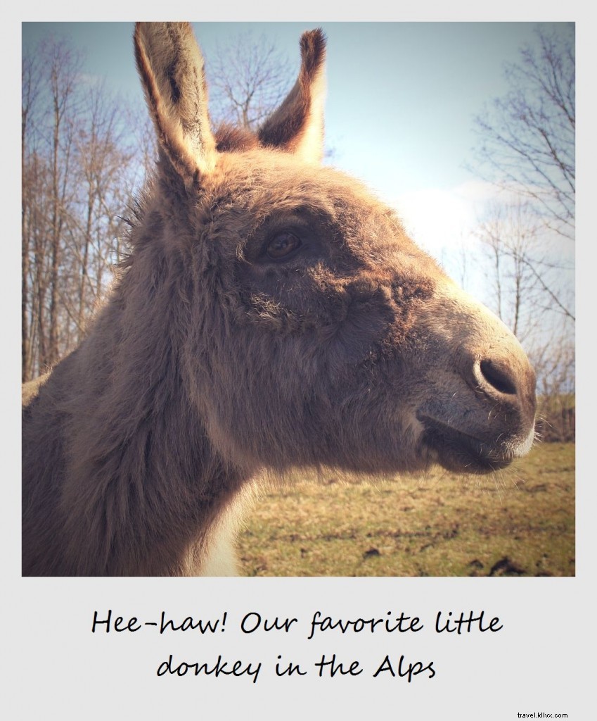 Polaroid of the Week: Our Favorite Donkey Couple in the German Alps