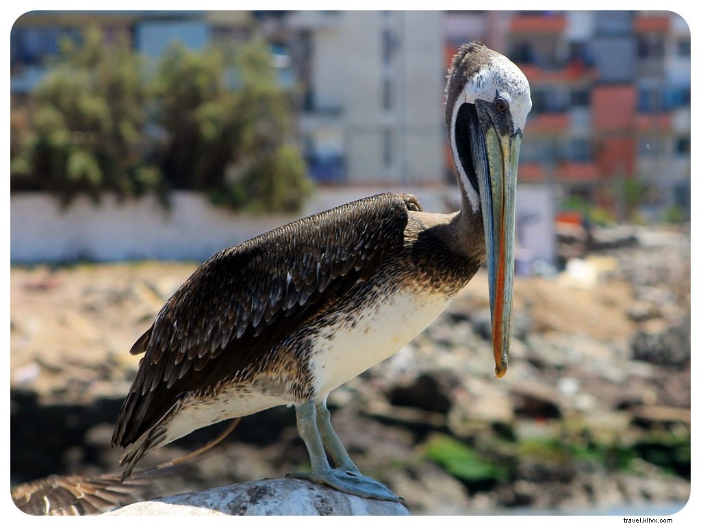 Discovering Iquique: A Traveler s Guide to Northern Chile s Coastal Charm